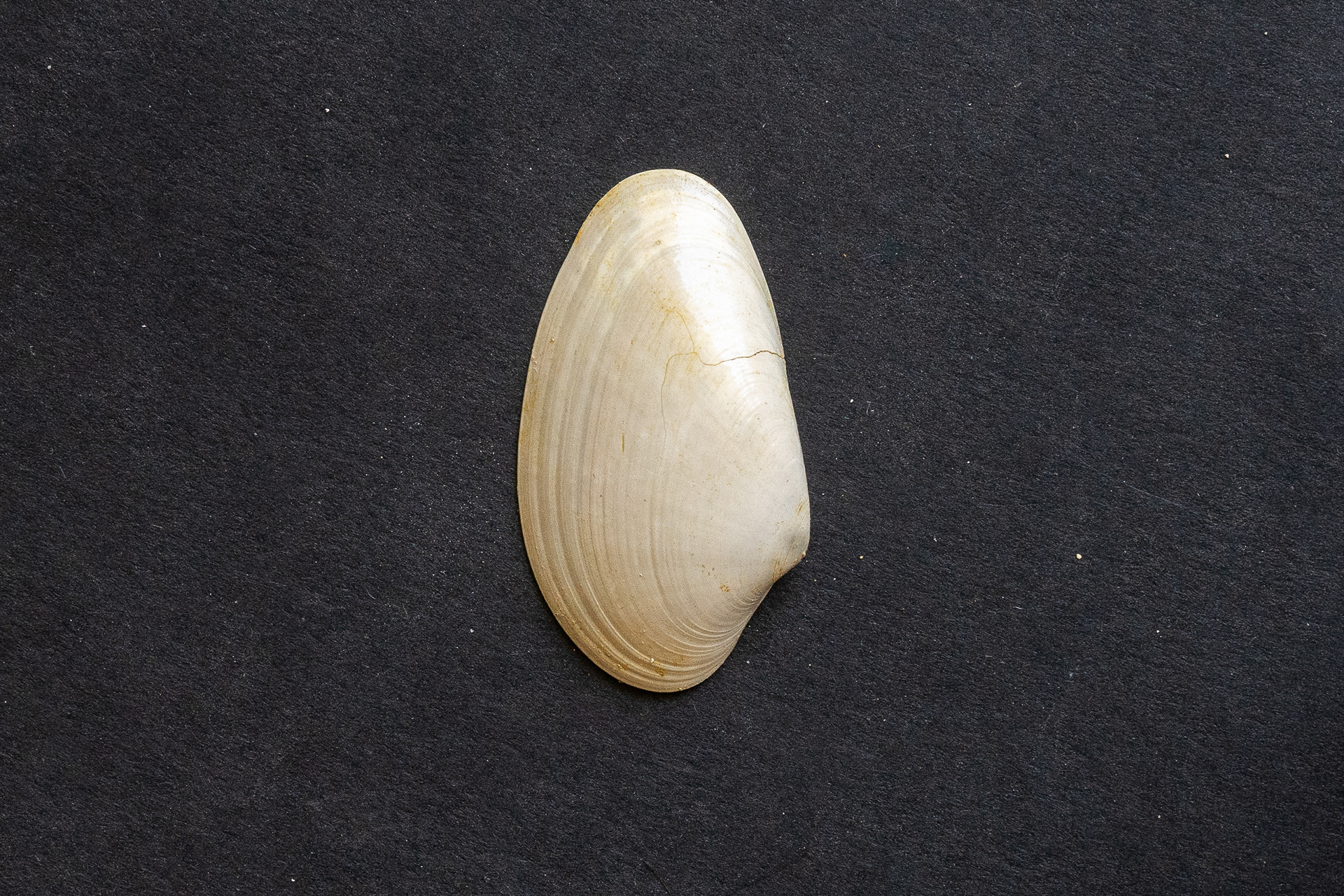 Lutétien moyen