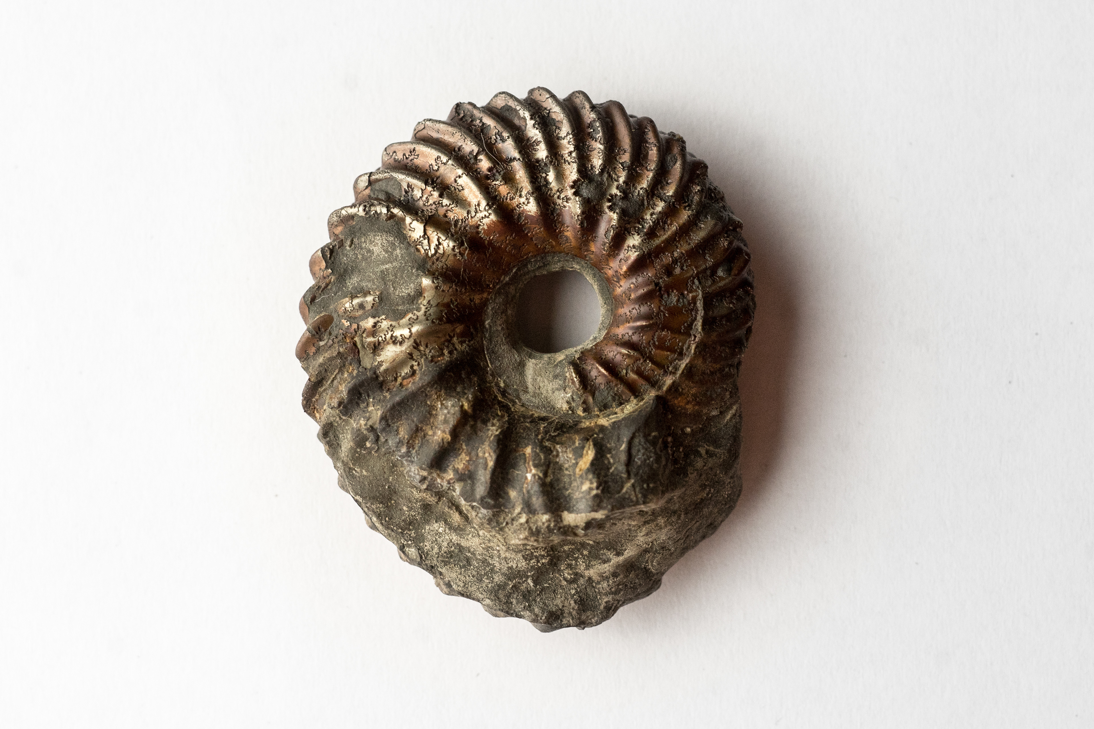 Hoplites Dentatus