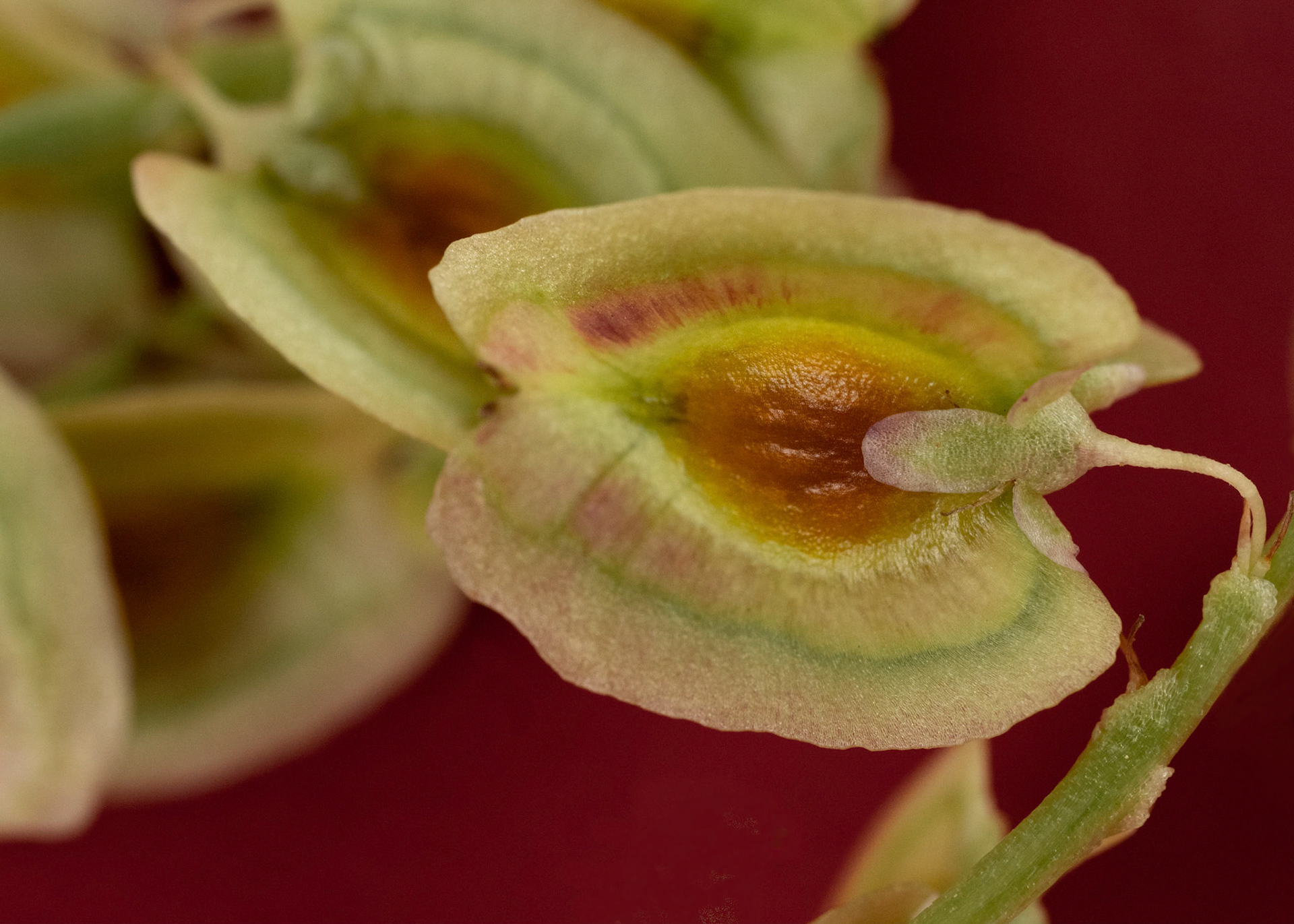 Rhubarbe deviendra grande