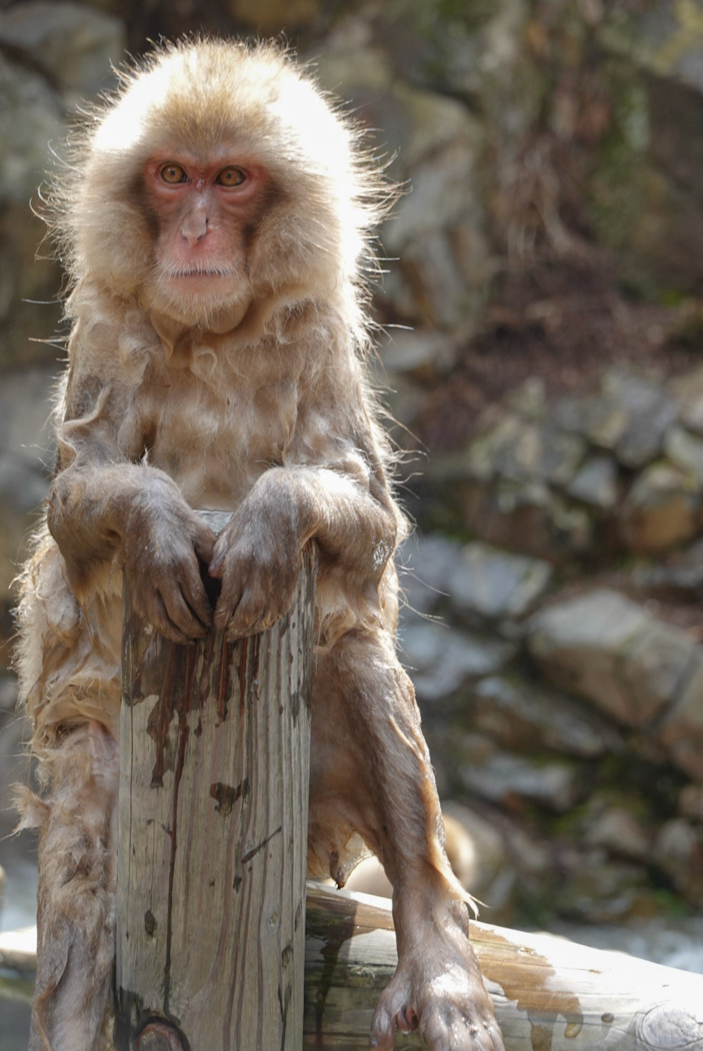 macaque