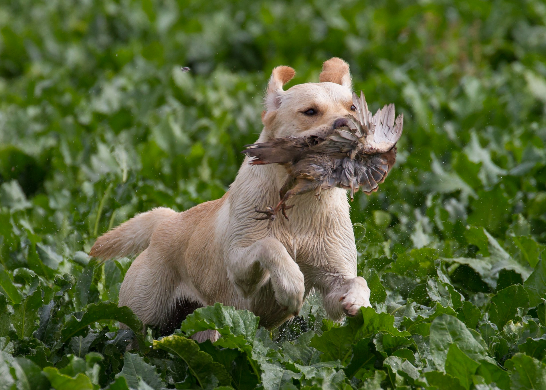 The Retrieve
