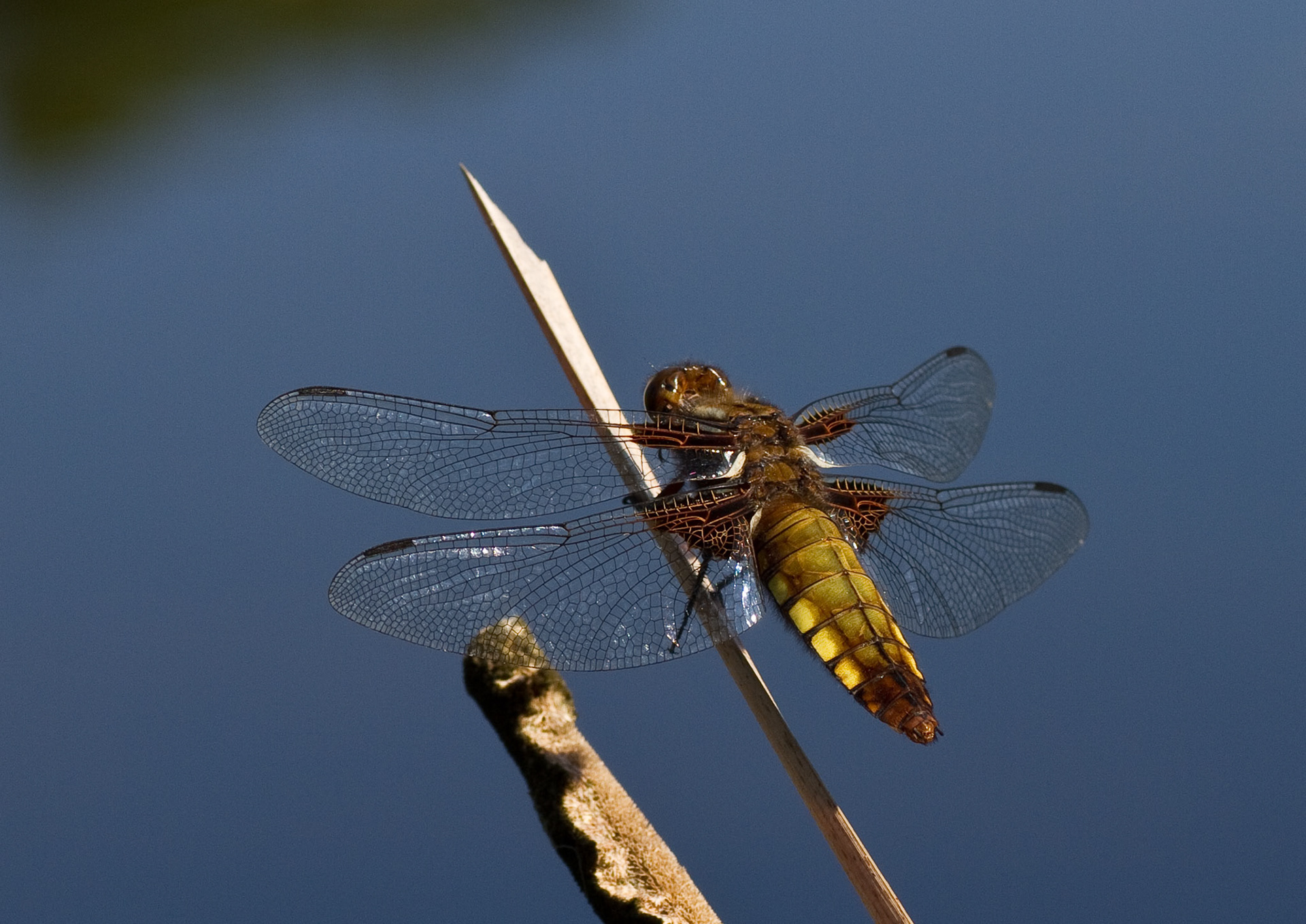 Broad Bodied Chaser (Female)
