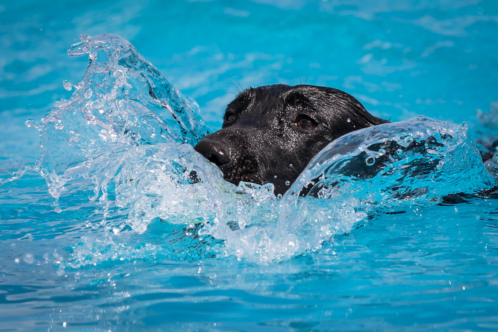 Splash