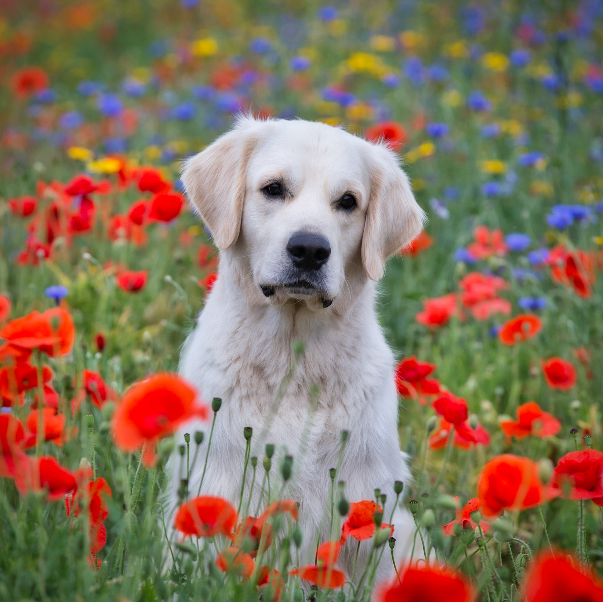 Oscar in Poppies