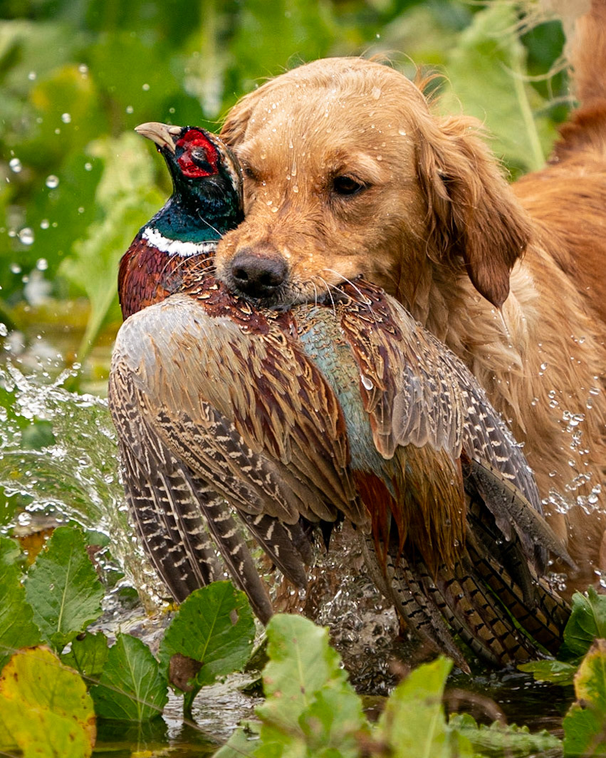 Water Retrieve