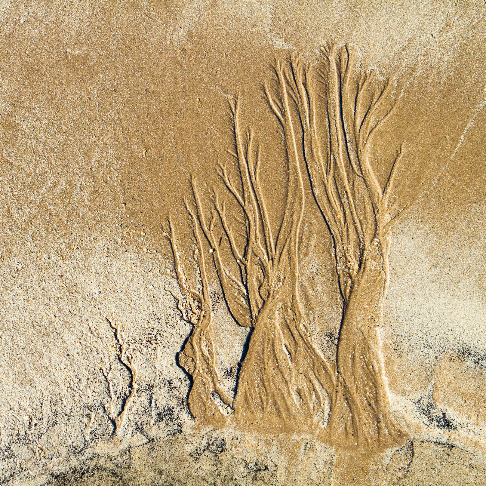 Beach Trees