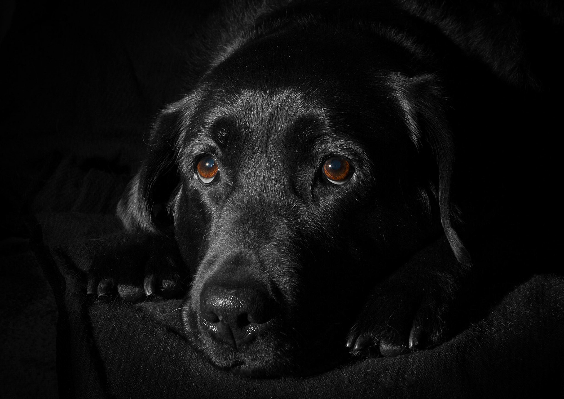 Ella