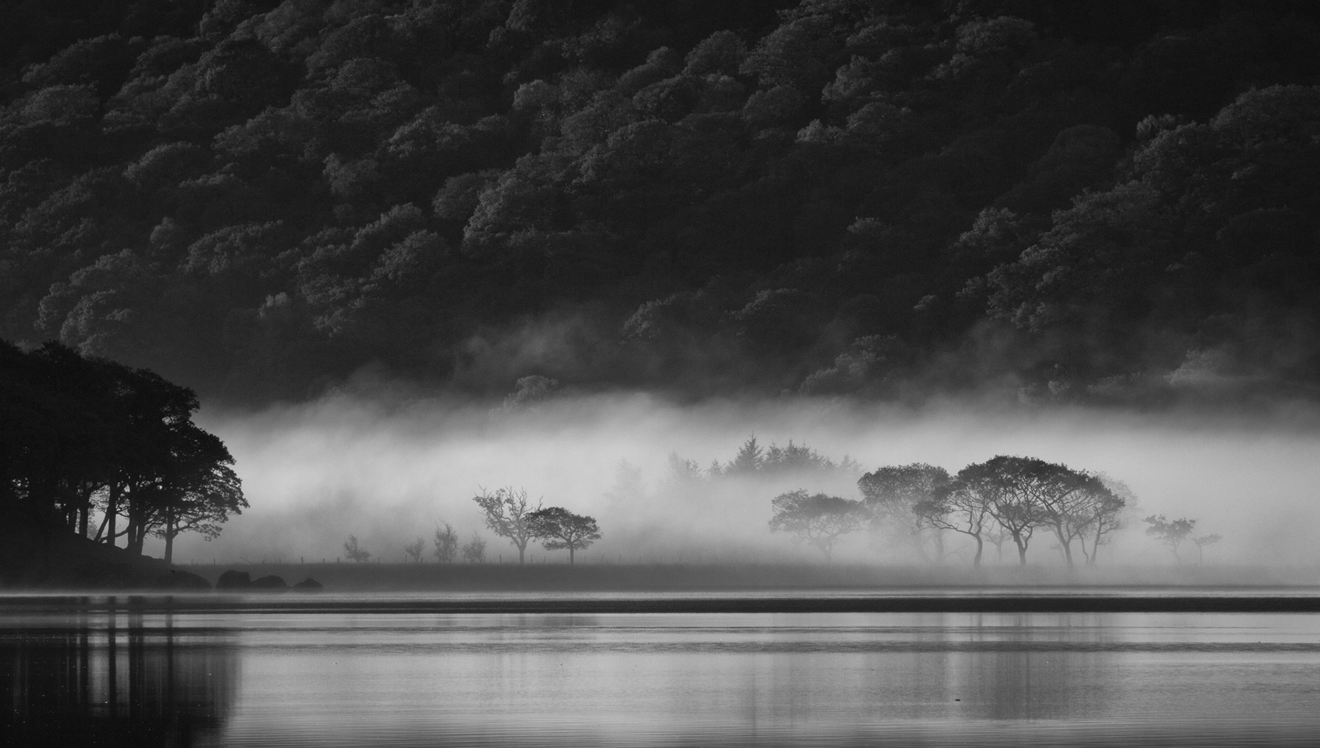 Trees In The Mist