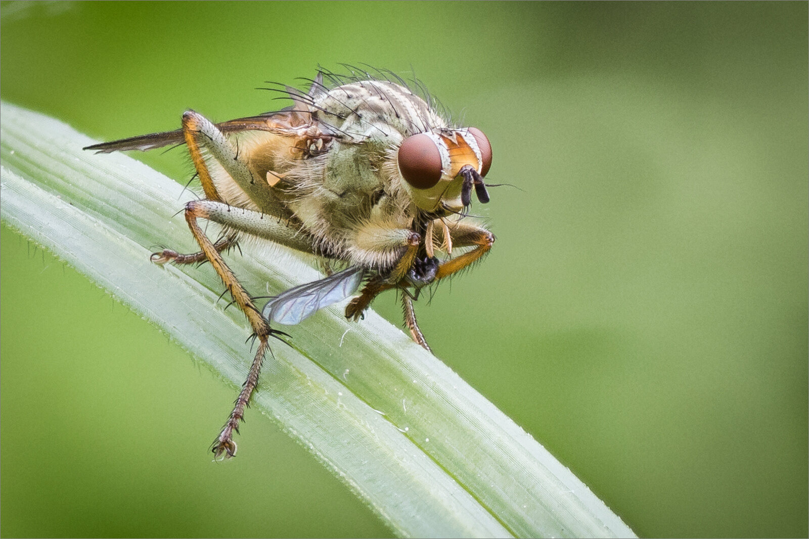 Fly Eating Prey