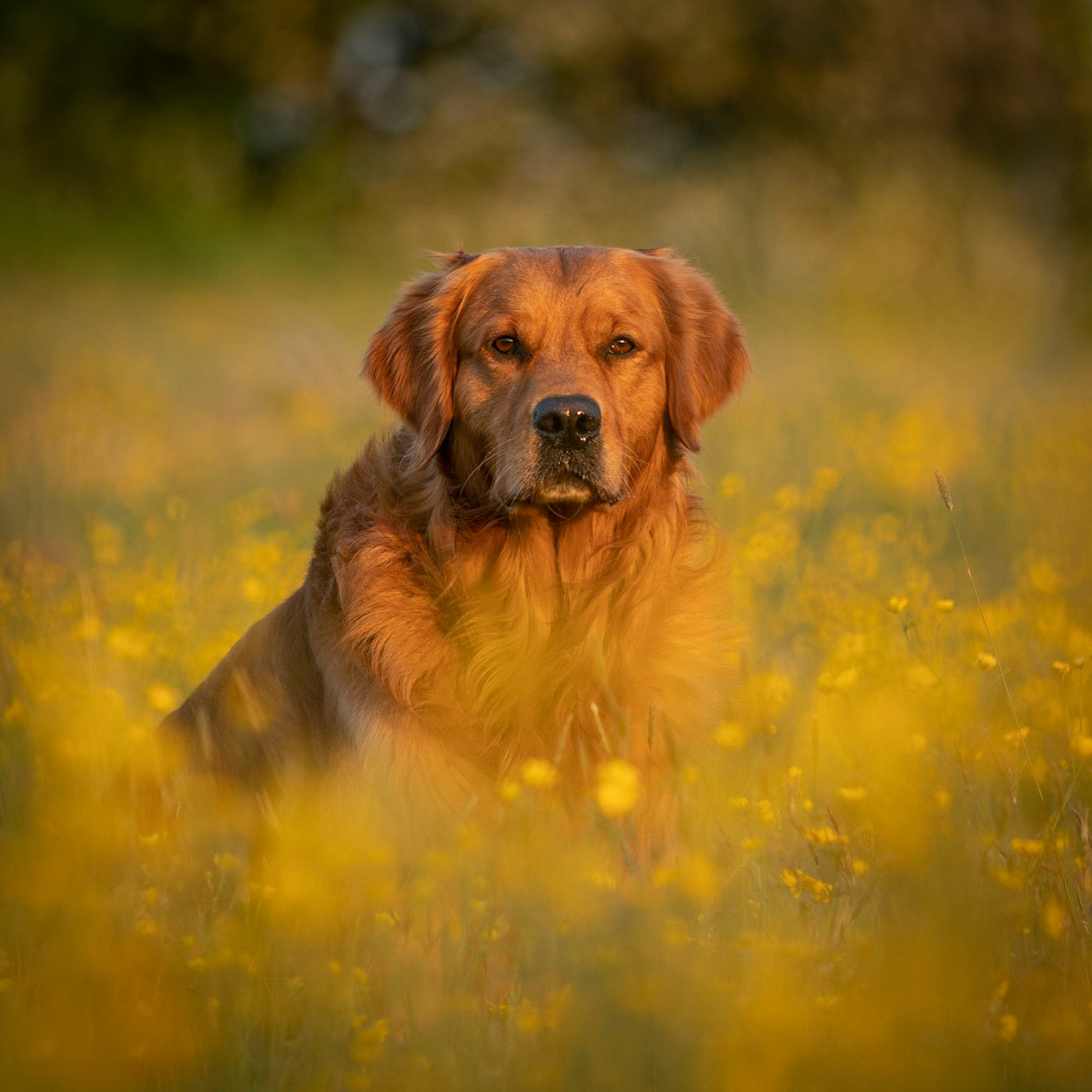 Brodie in Buttercups