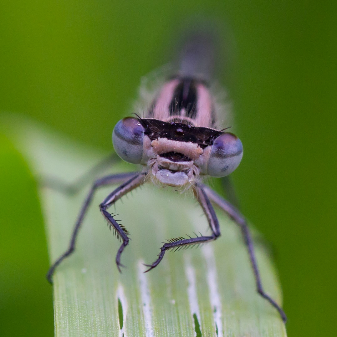 Damselfly Portrait