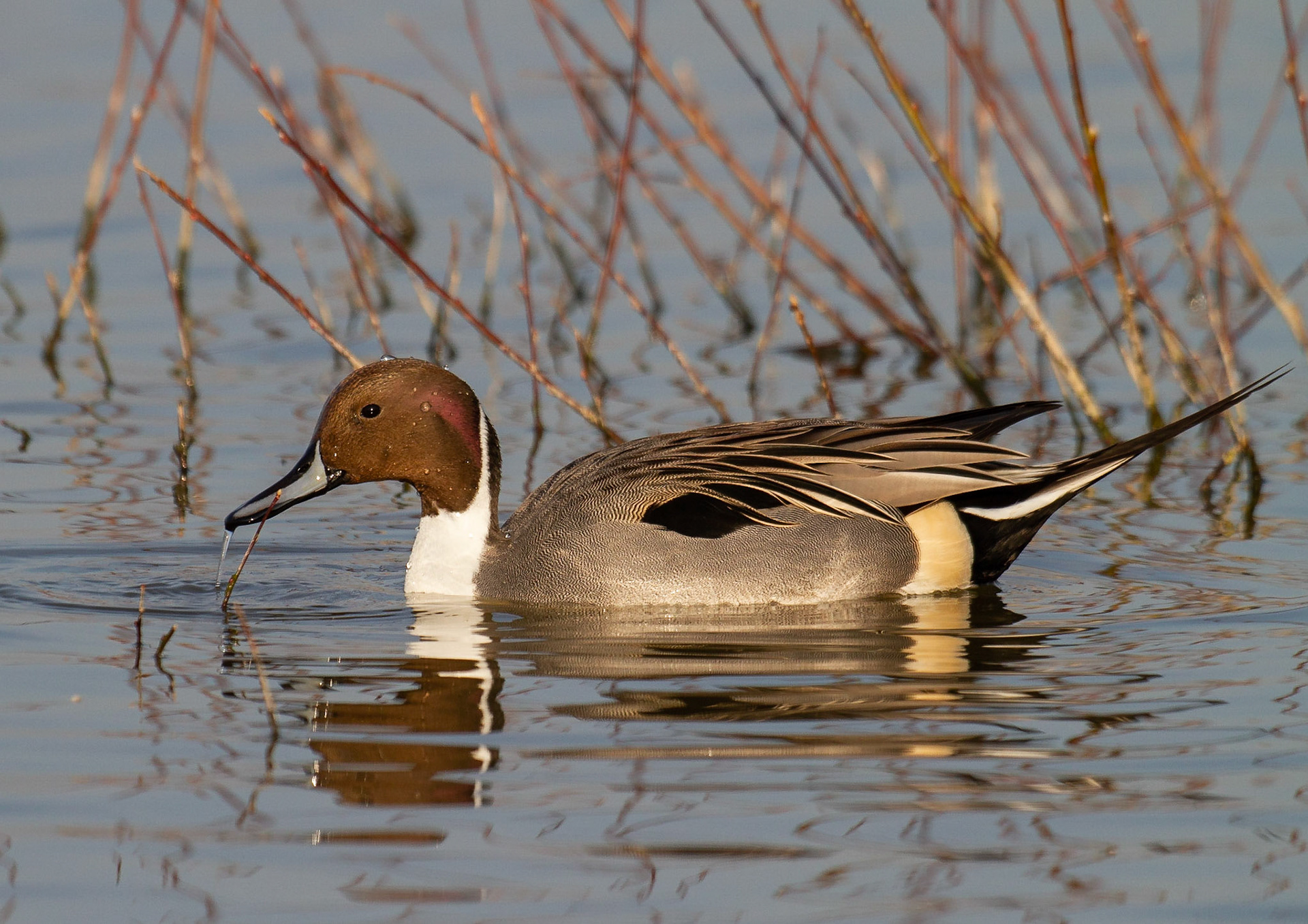 Pintail