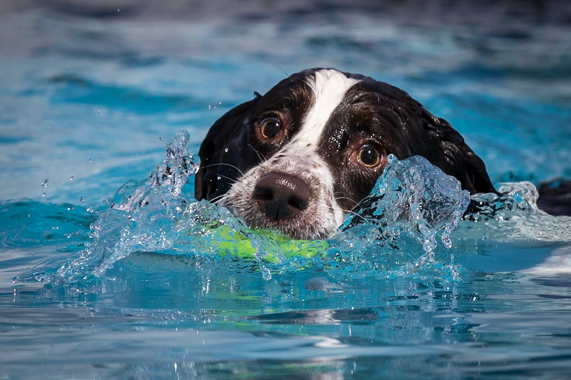 Spaniel Splash