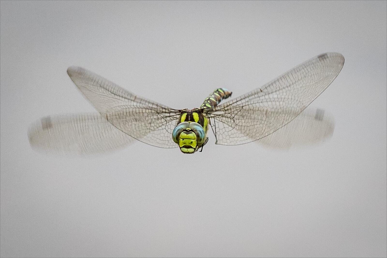 Emperor in Flight