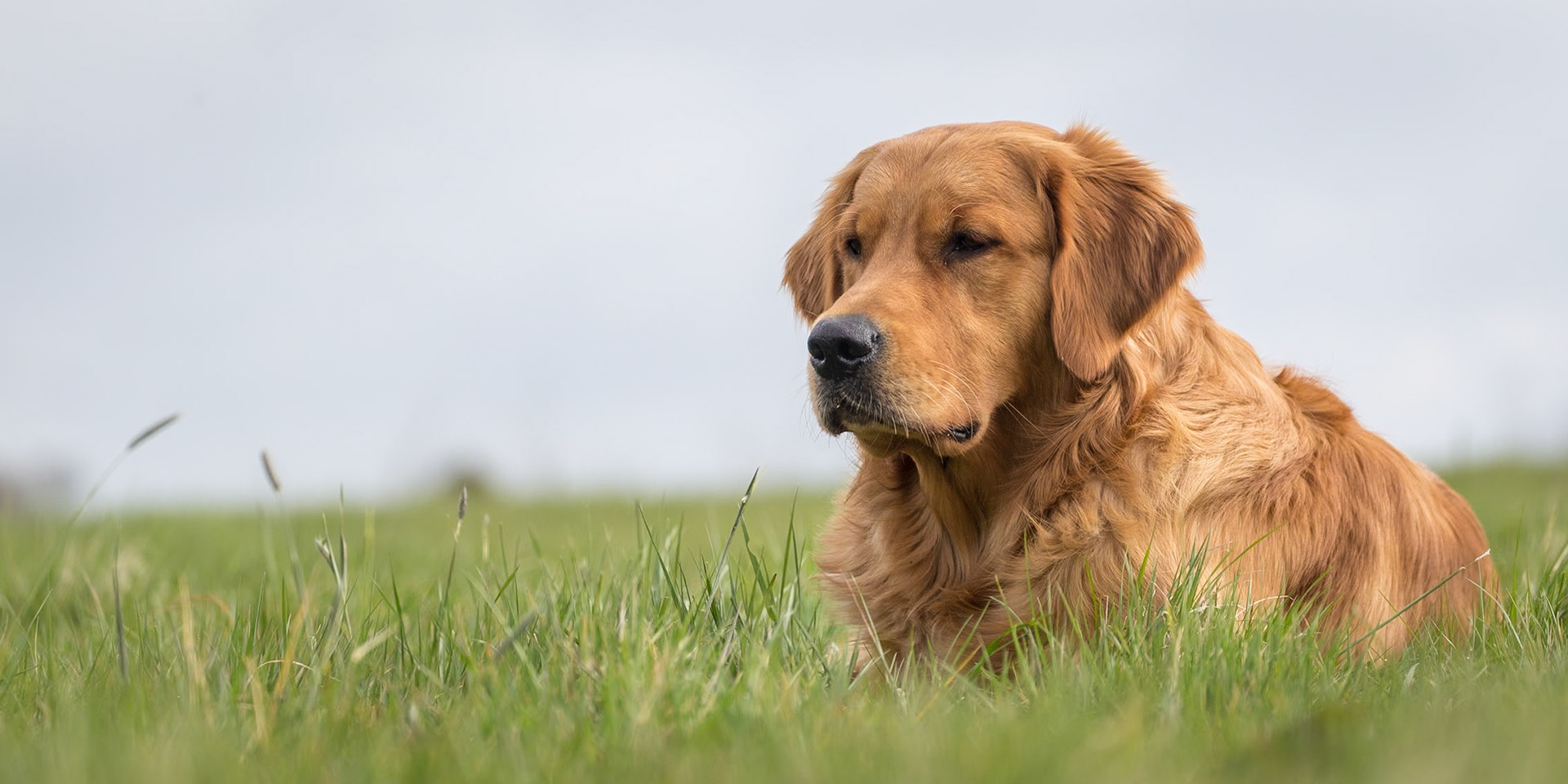 Portrait of Brodie