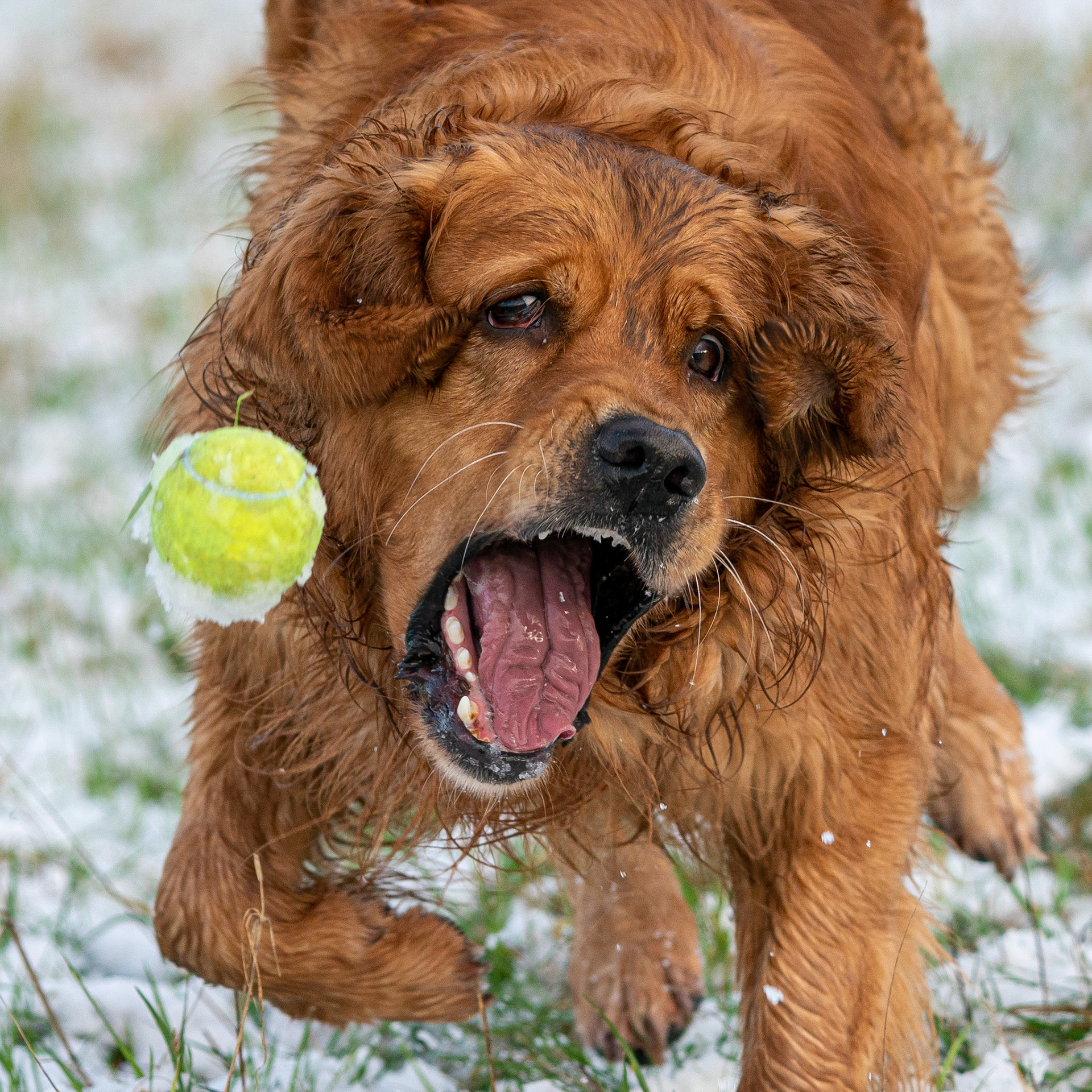 My Tennis Ball