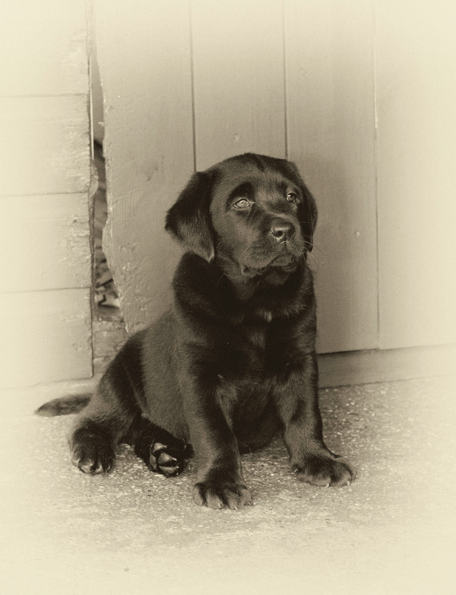 Puppy Portrait