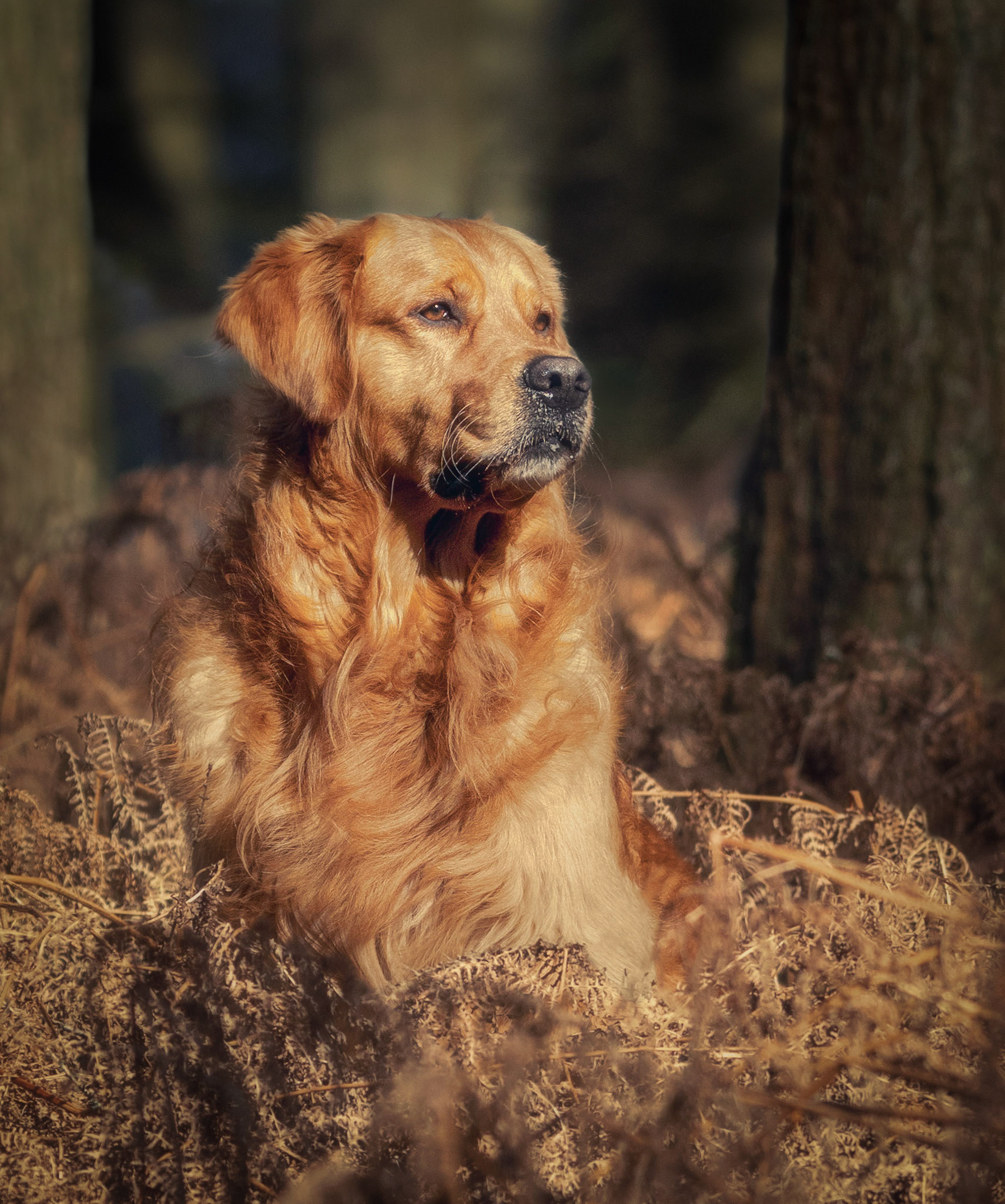 Brodie in Winter Sun