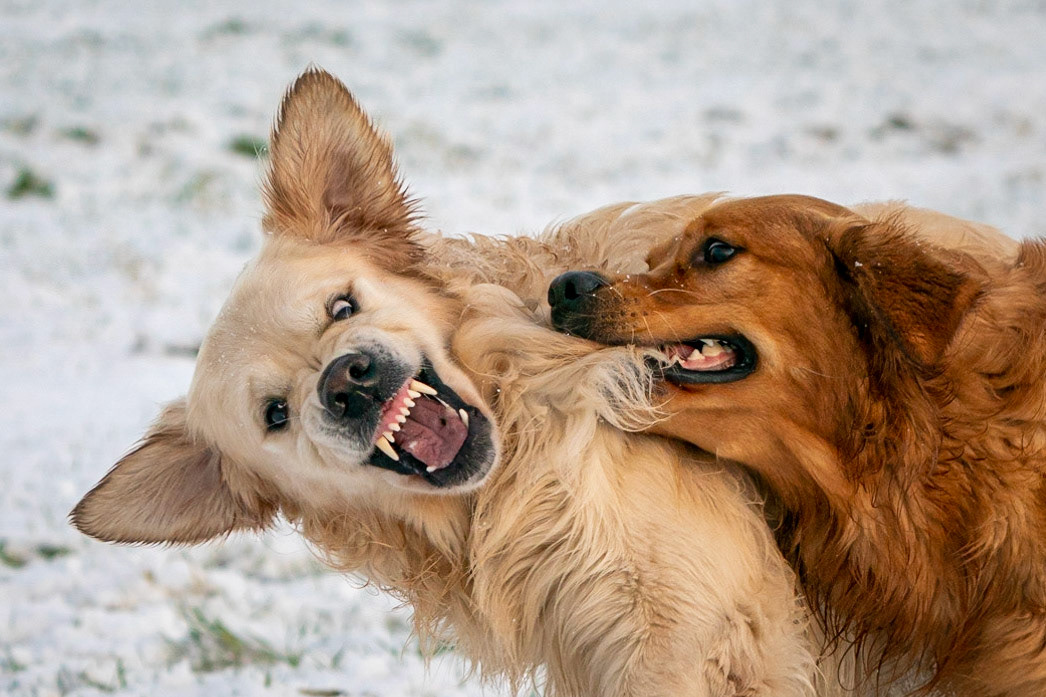 Best Friends Really