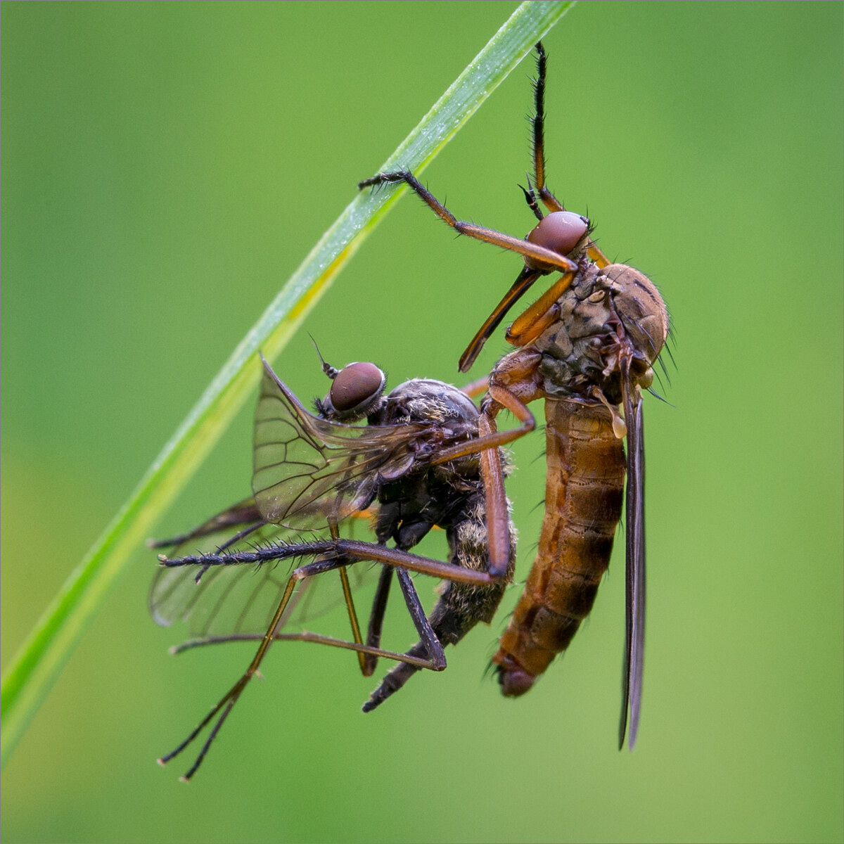 Dagger Fly with Prey