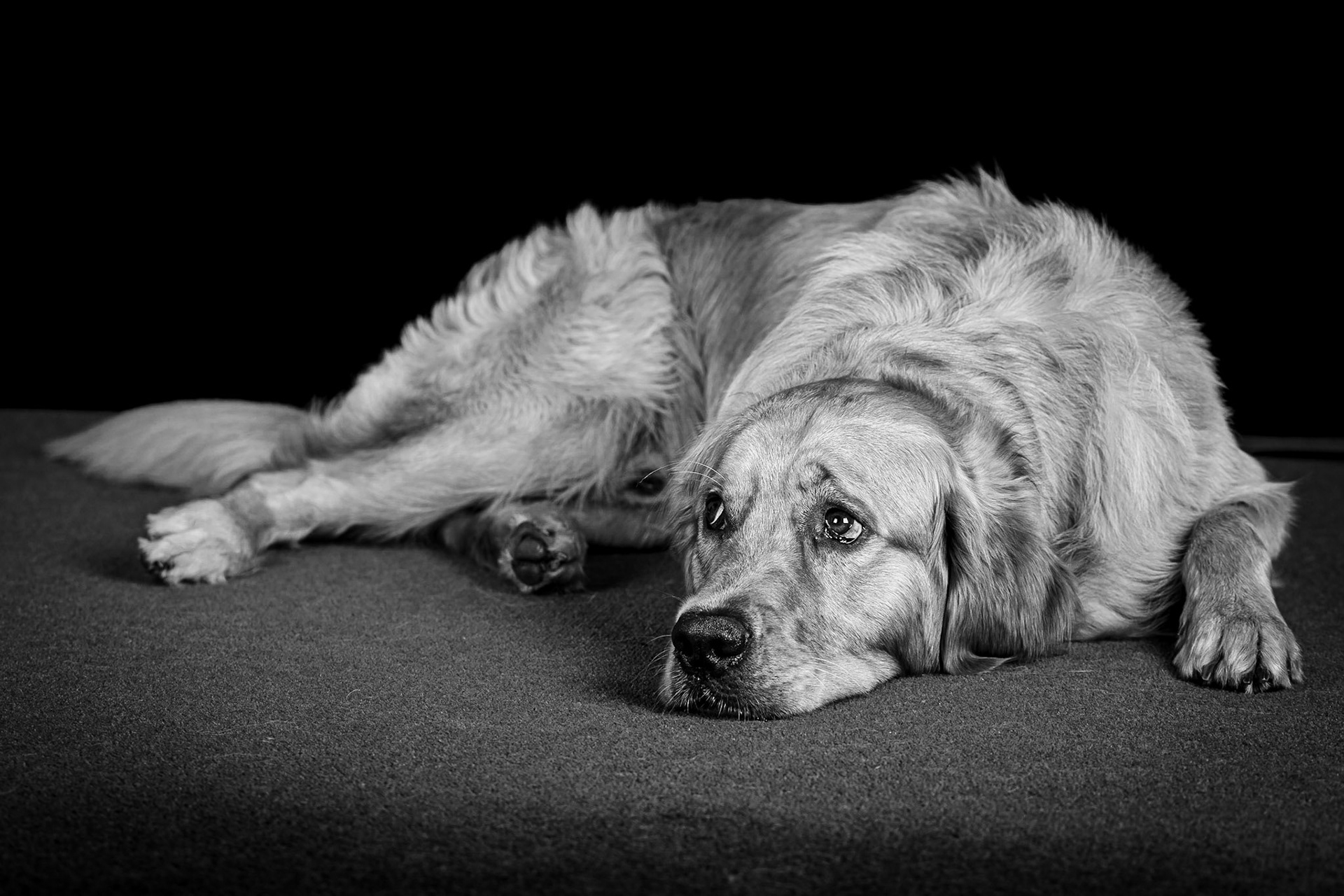 Brodie Relaxing