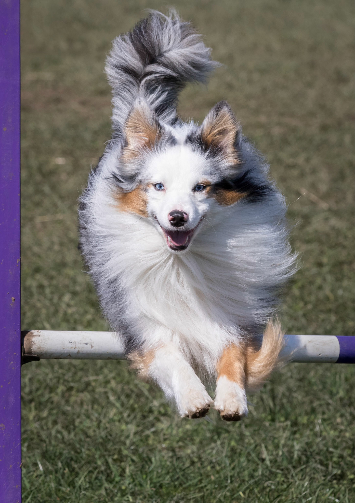 Flying Sheltie
