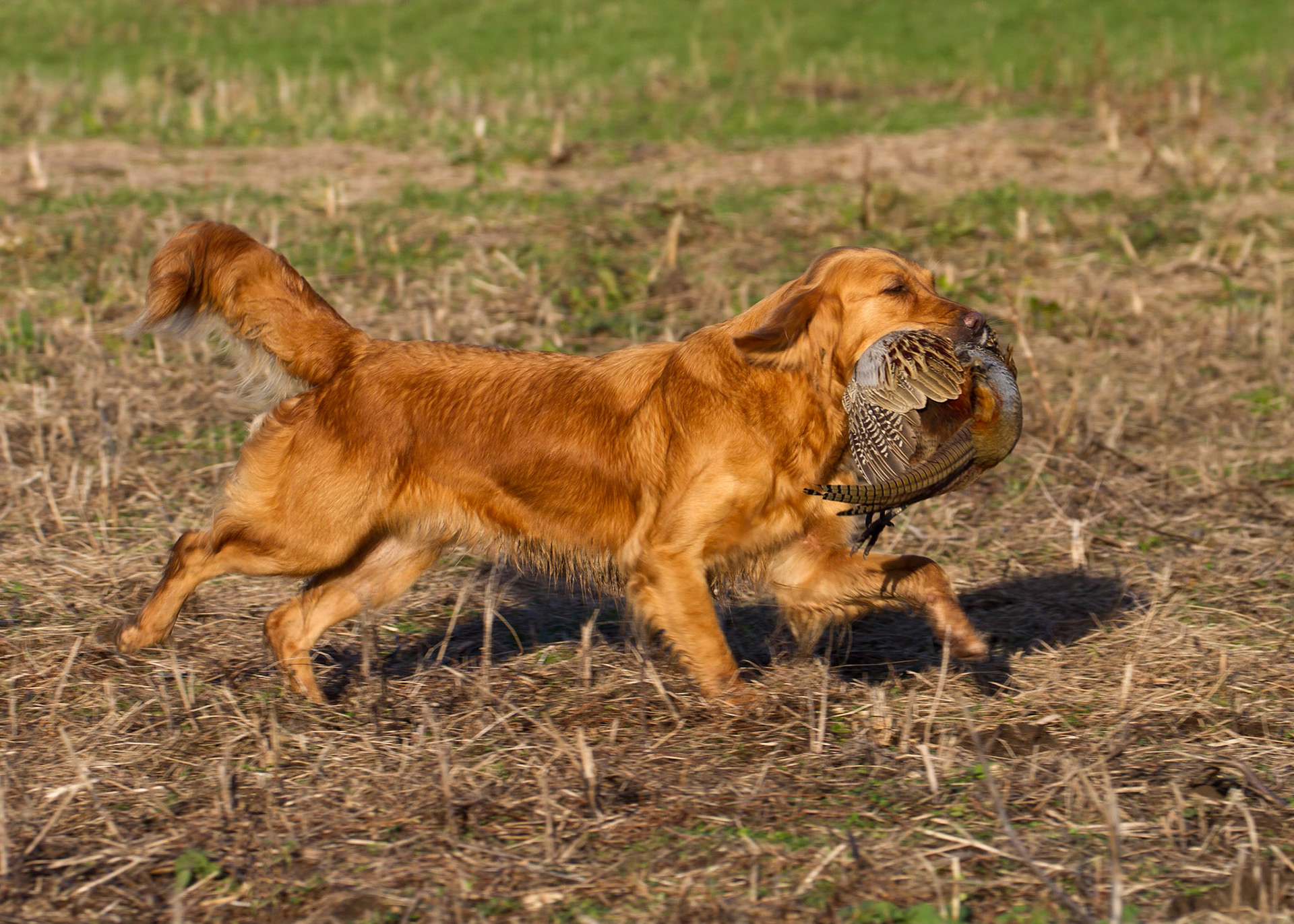 Pheasant Retrieve