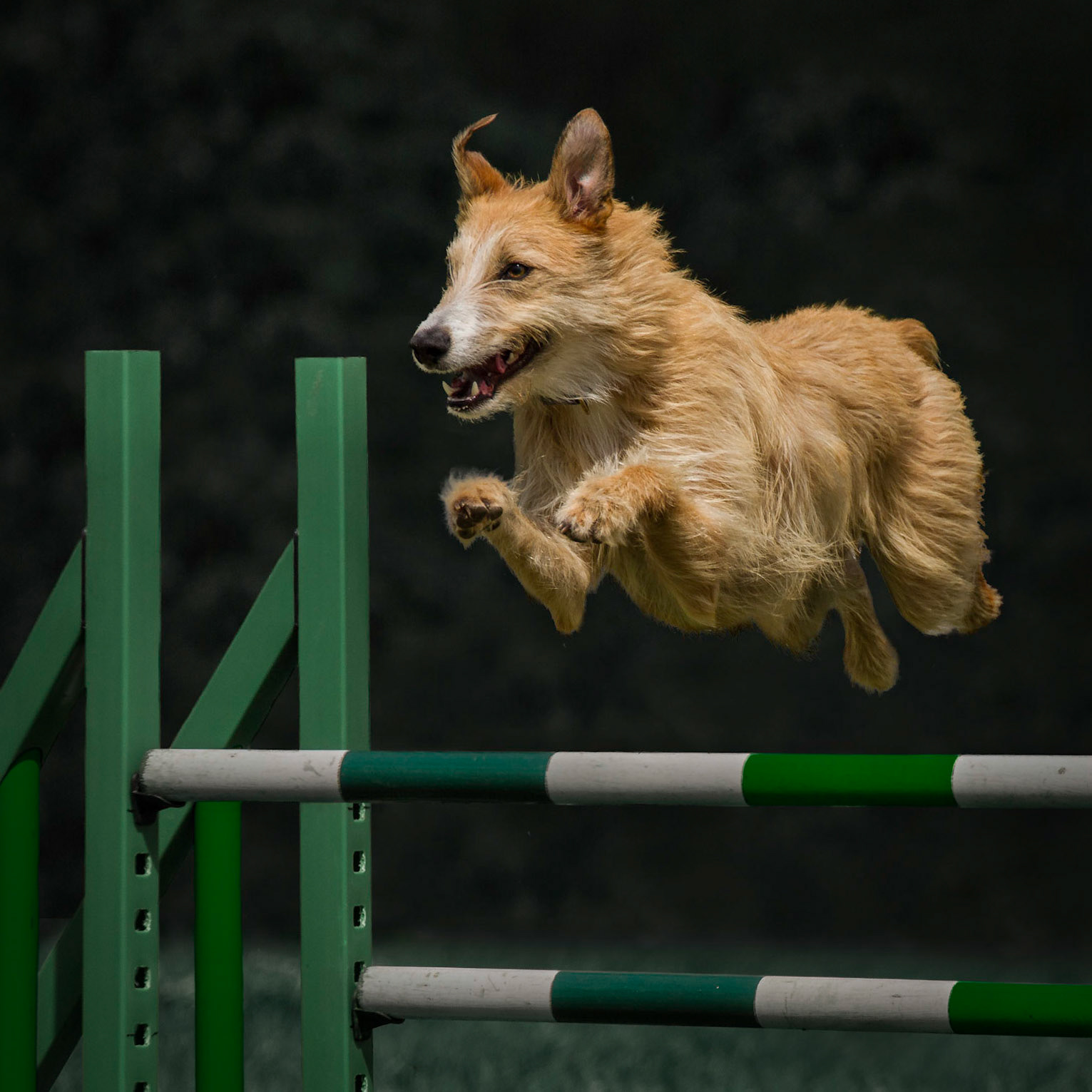 A Clear Round