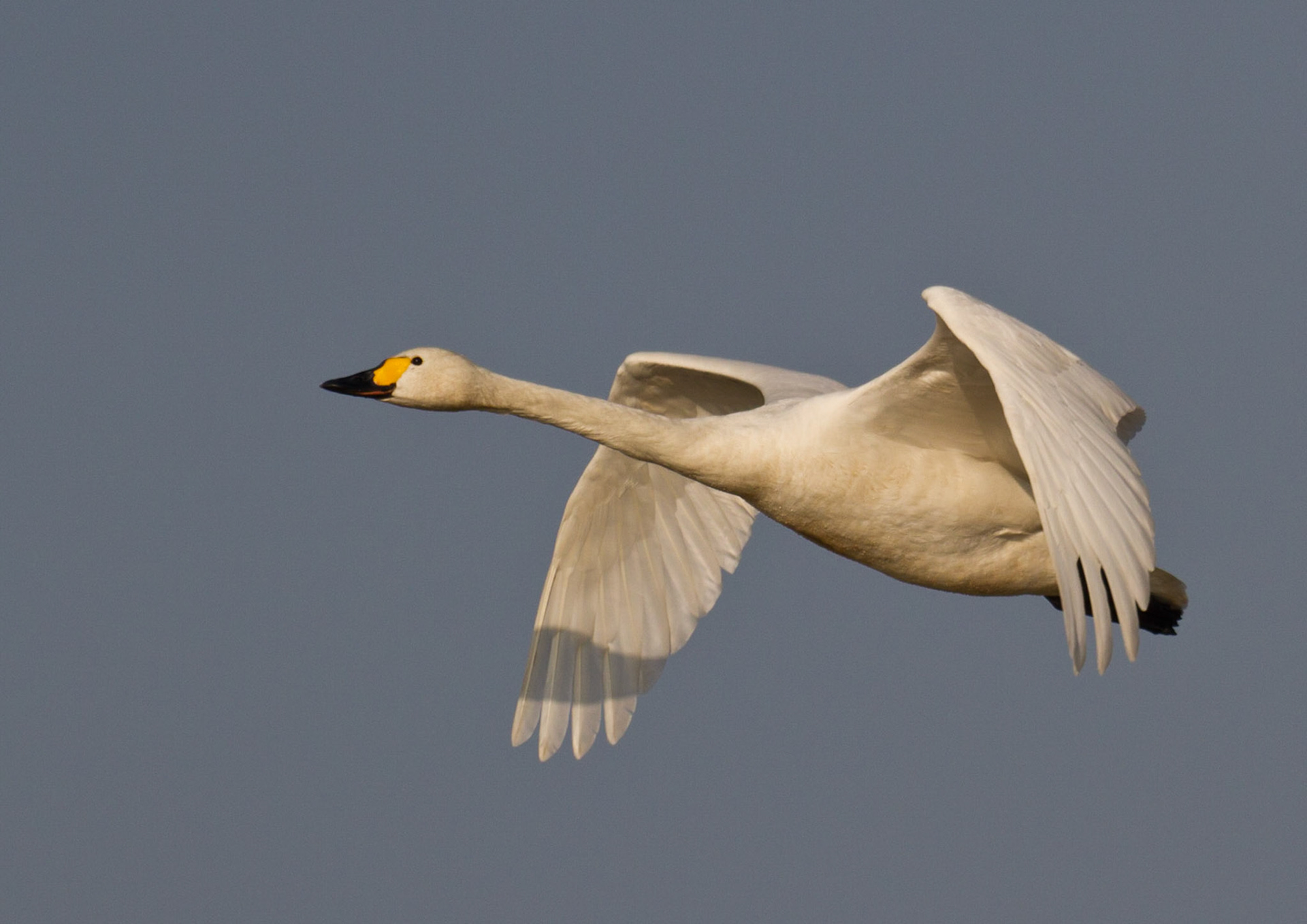 Bewick Swan in Flight