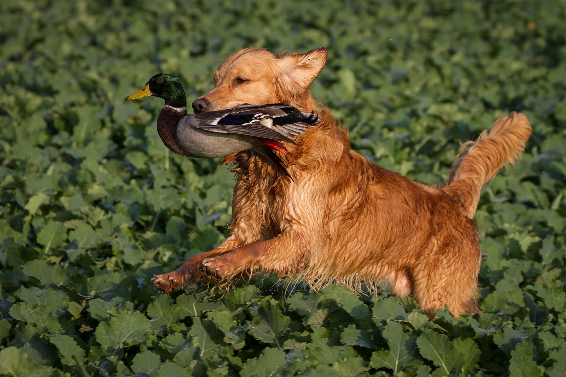 Duck Retrieve