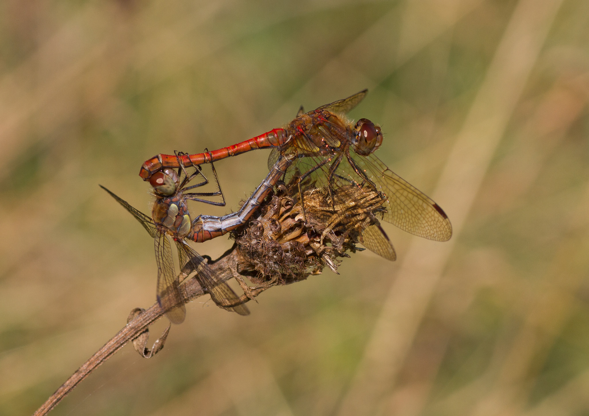 Common Darters Mating