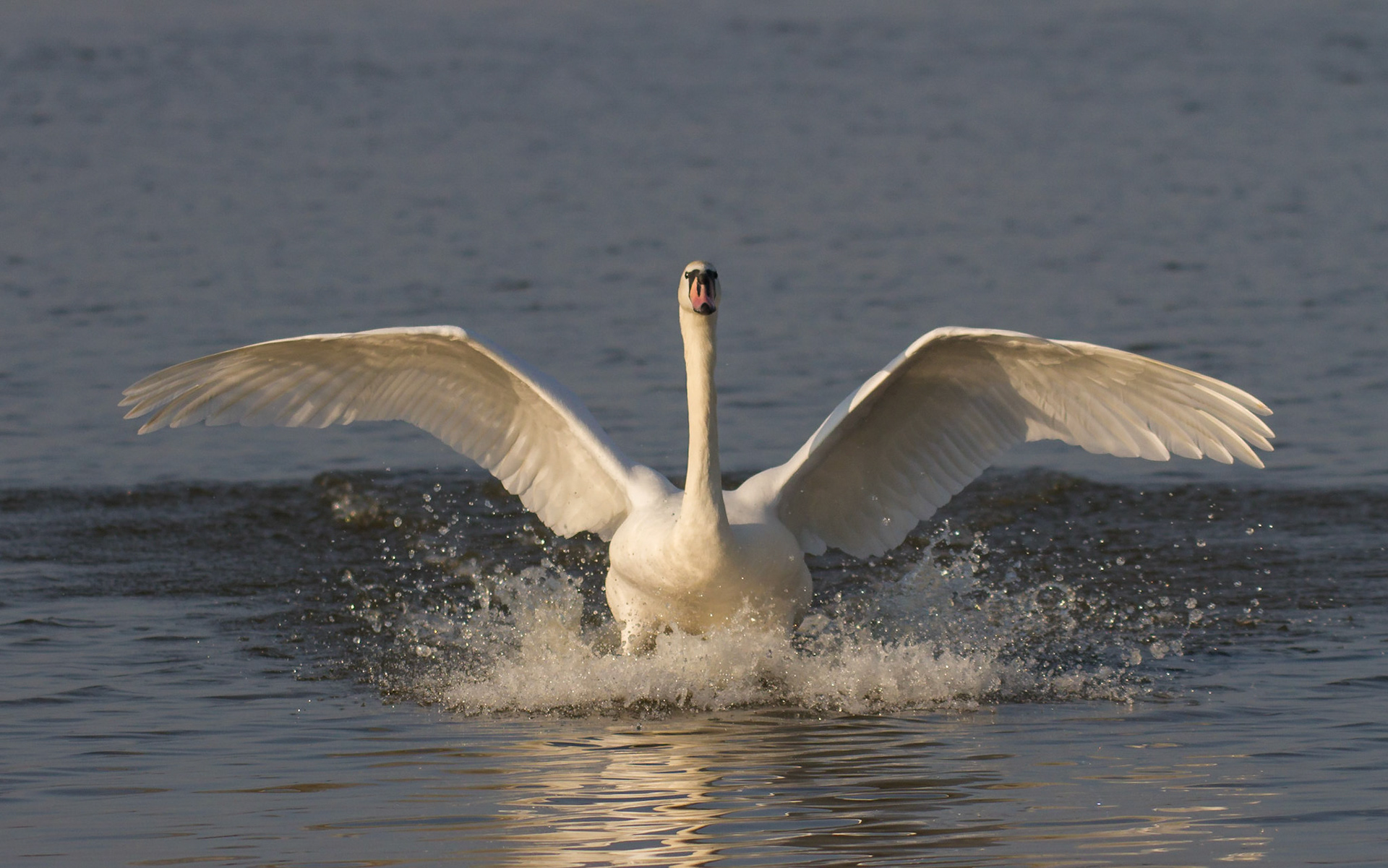 Mute Swan Landing