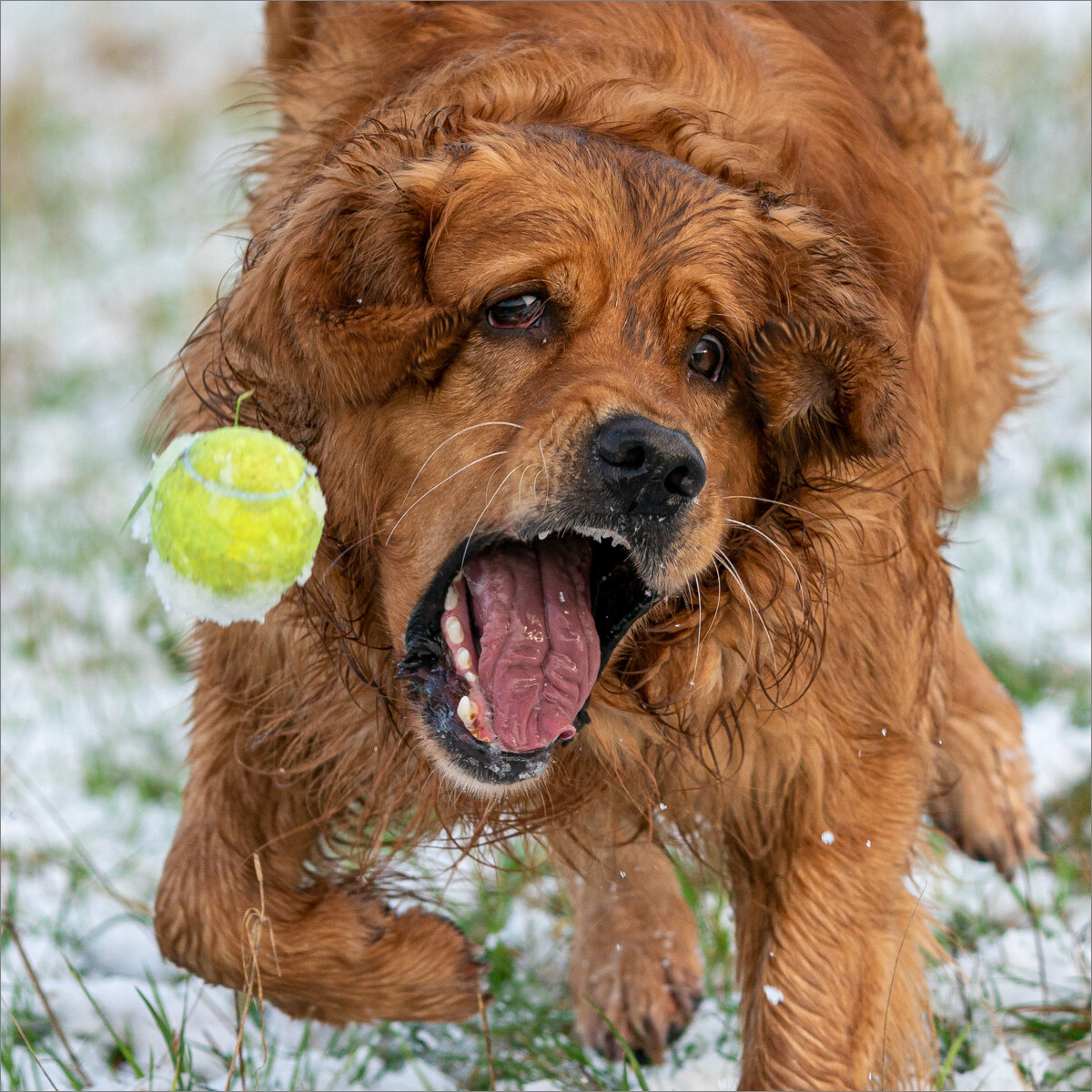 My Tennis Ball