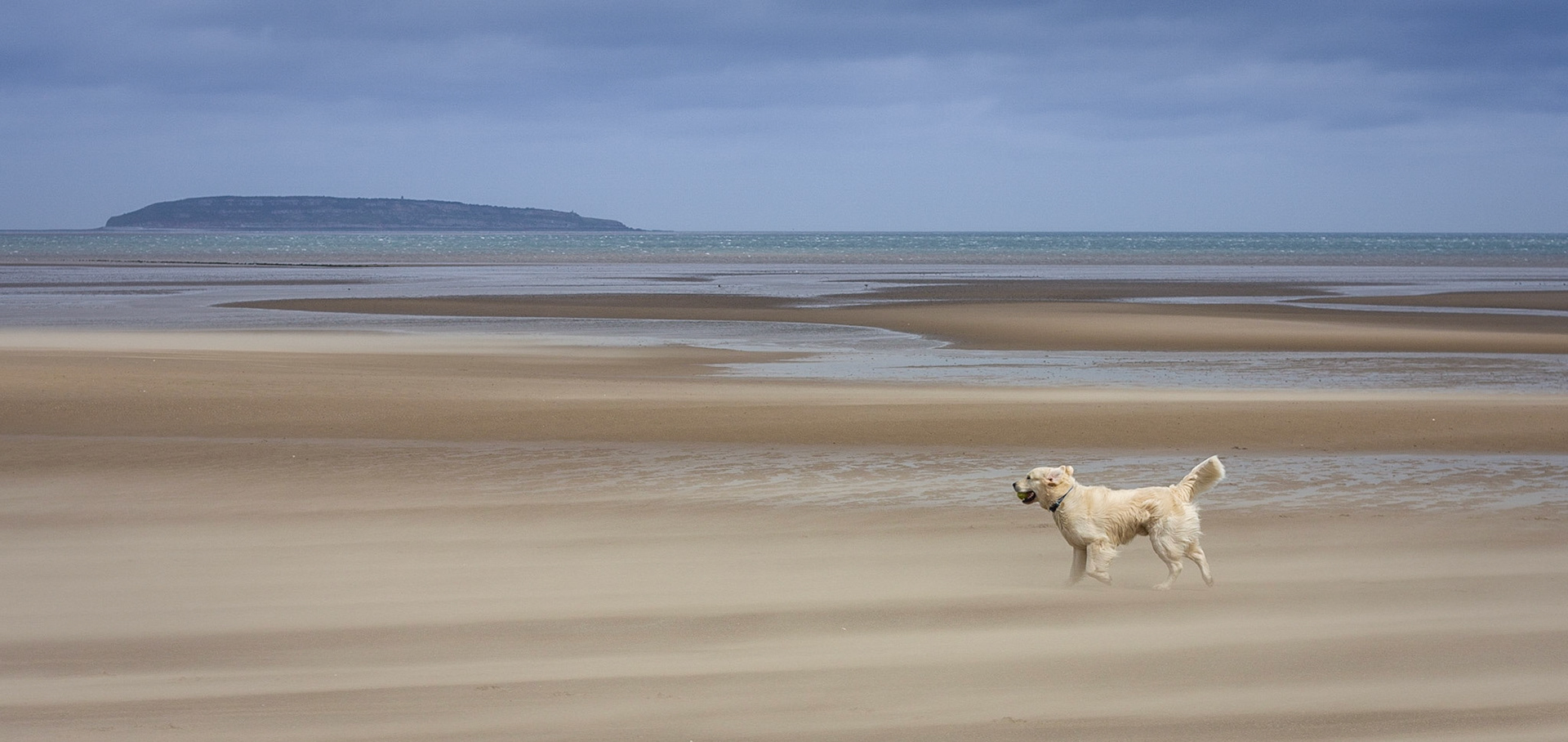 Windswept Beach