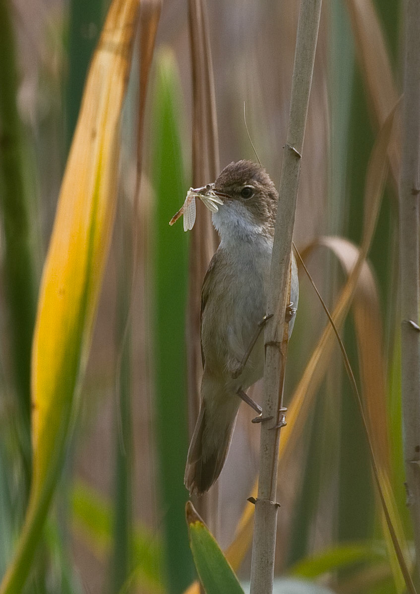 Reed Warbler
