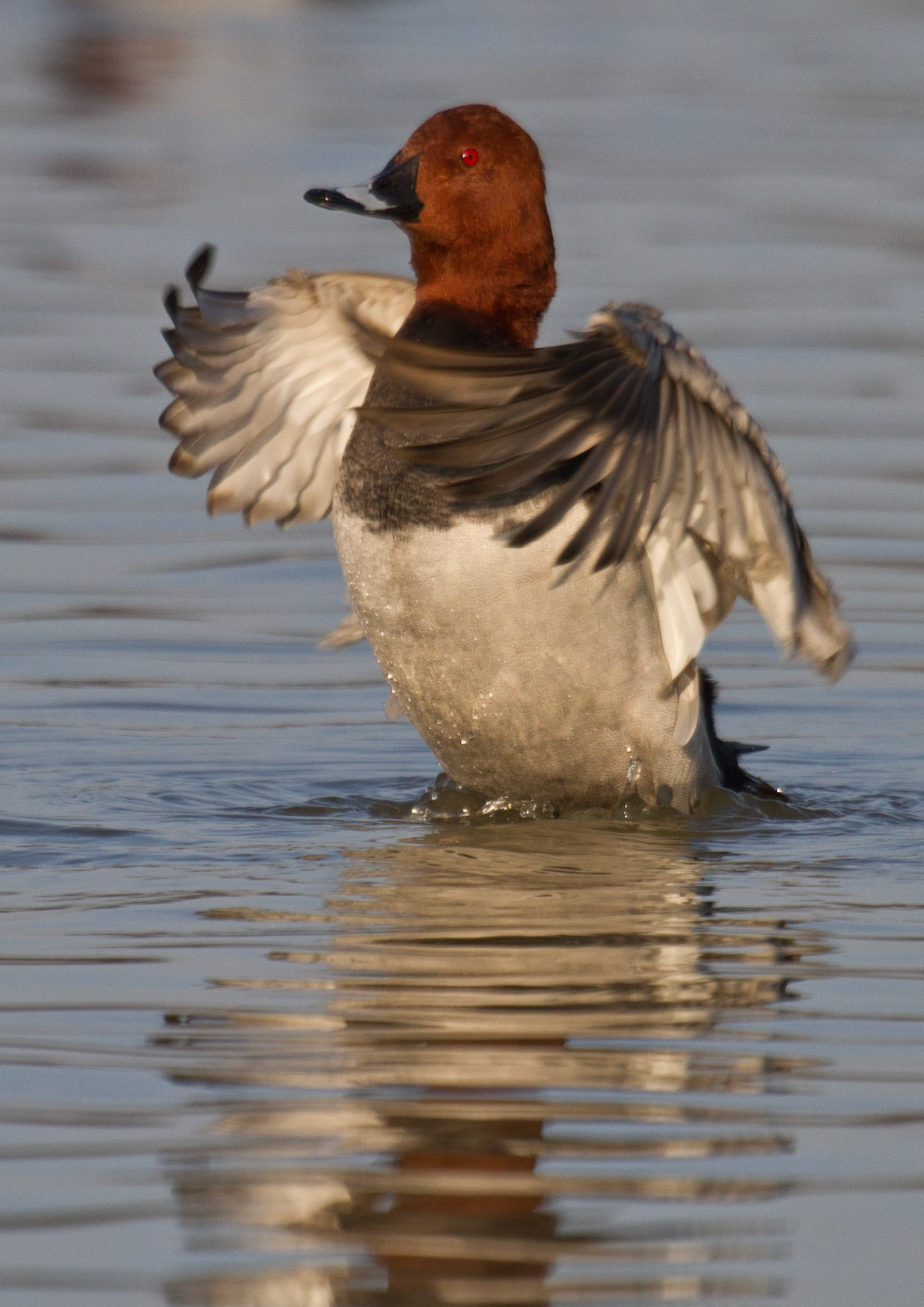 Pochard Preening