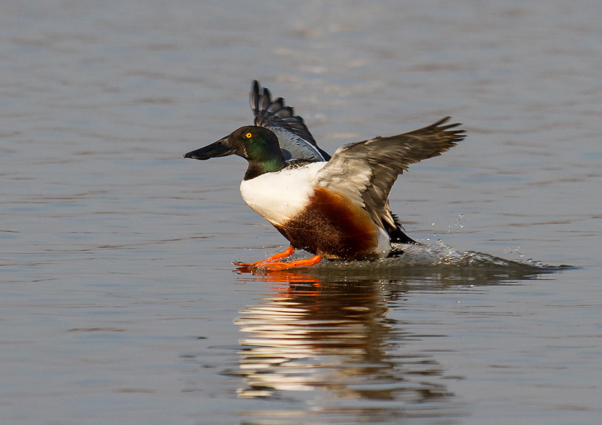 Shoveler Landing