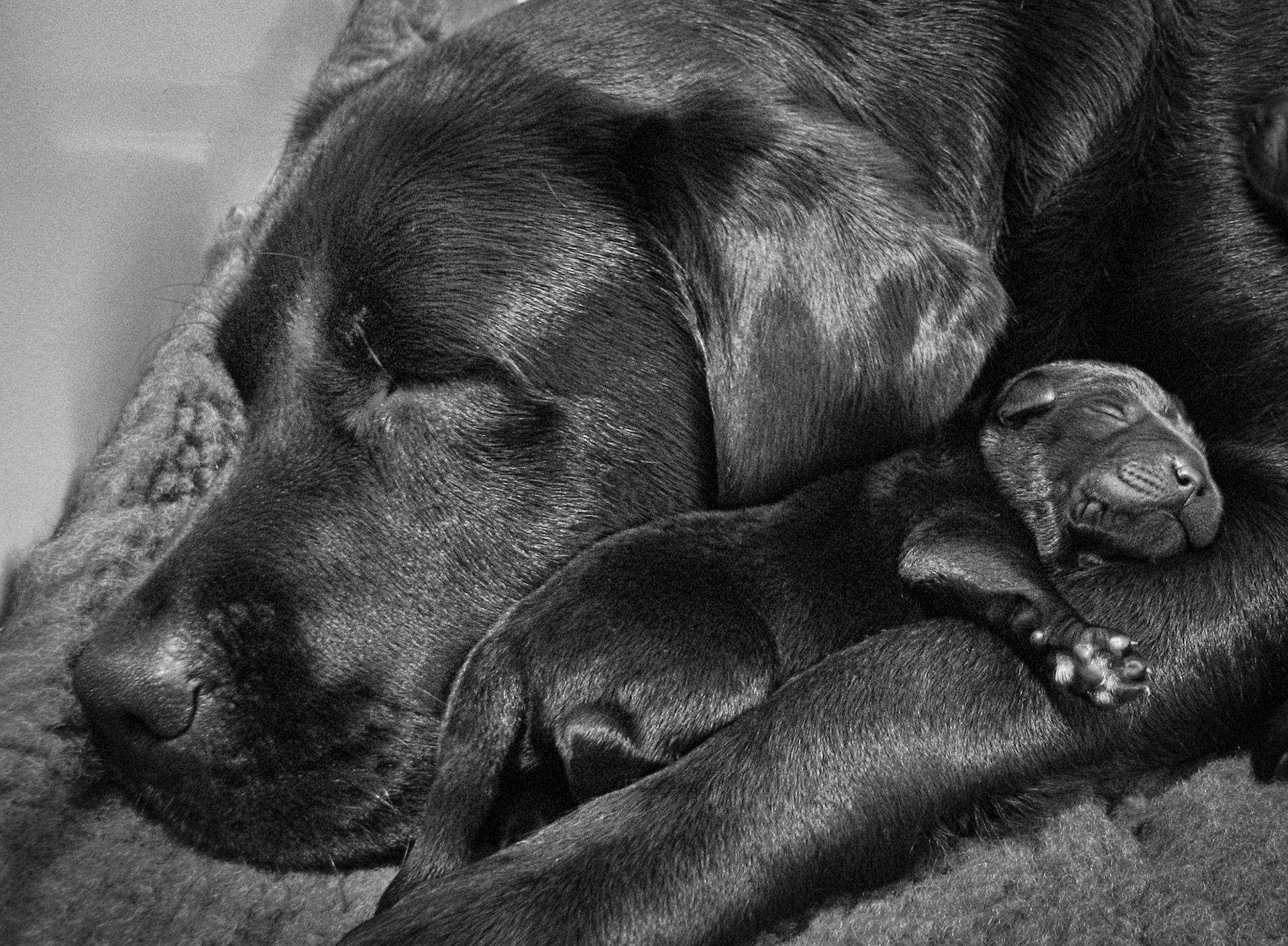Motherly Love