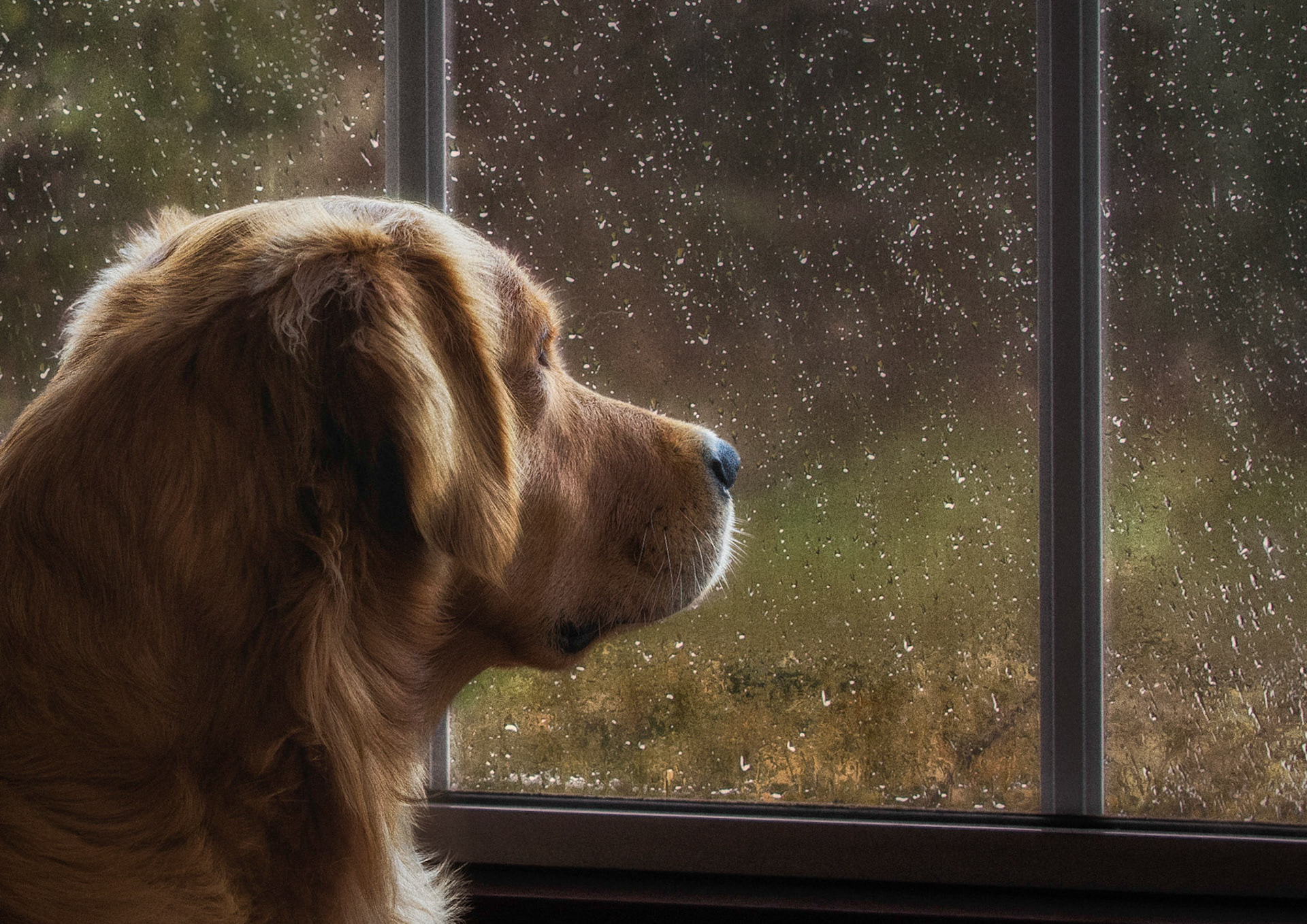 No Walkies Today