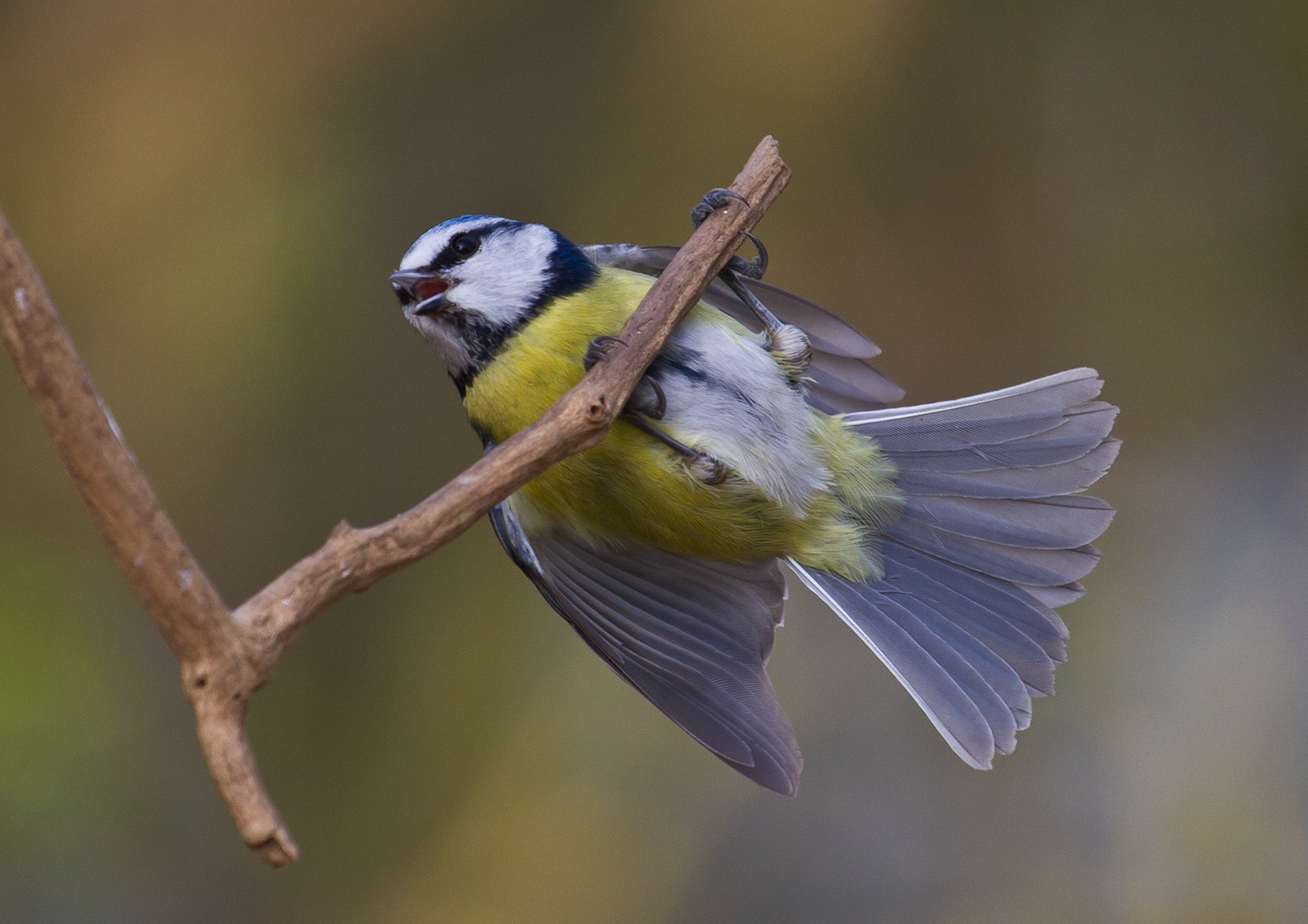 Blue Tit on Branch