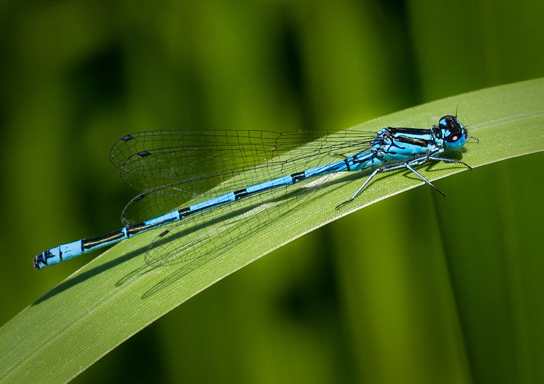Common Blue Damselfly
