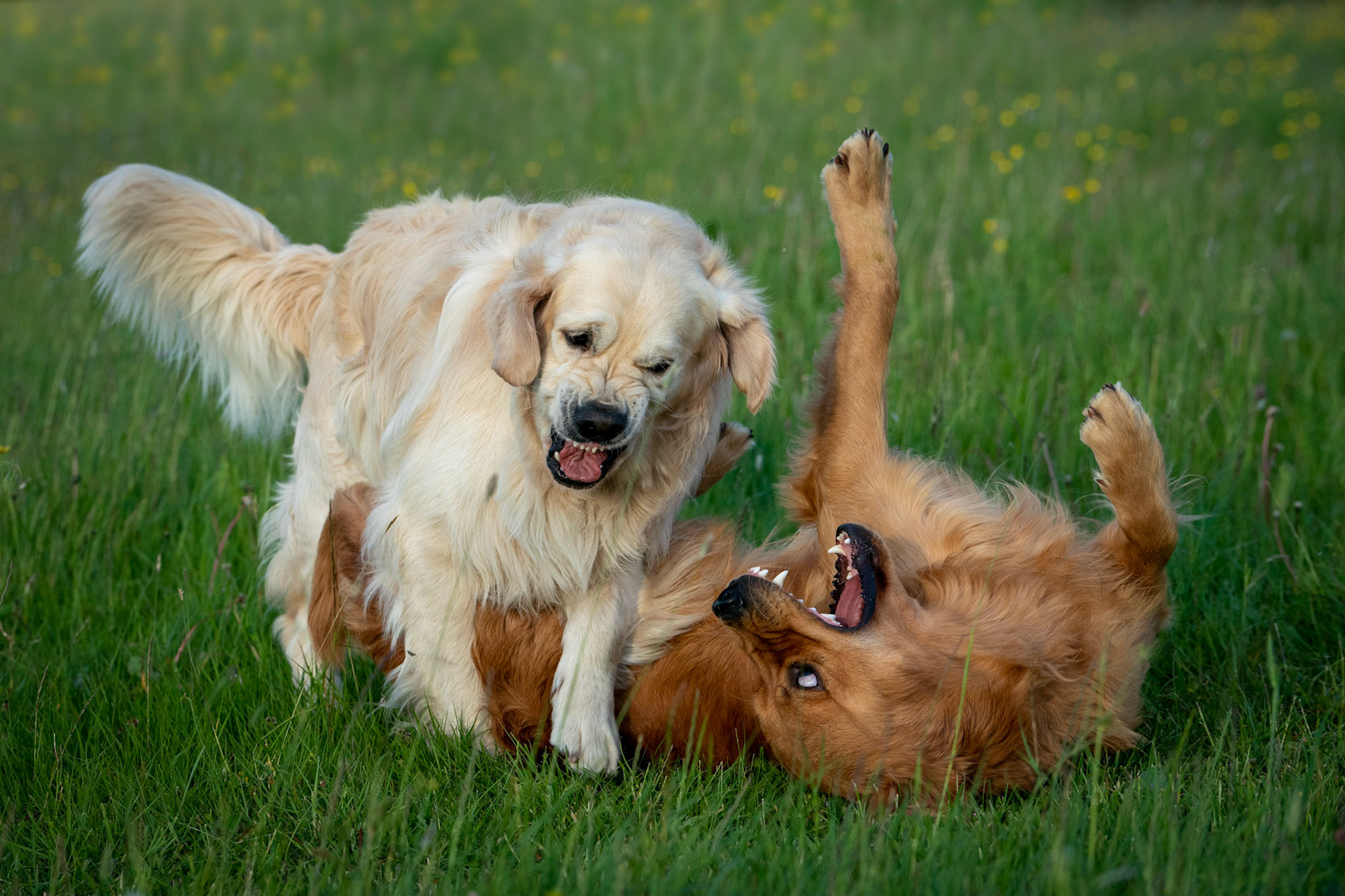 Brothers at Play