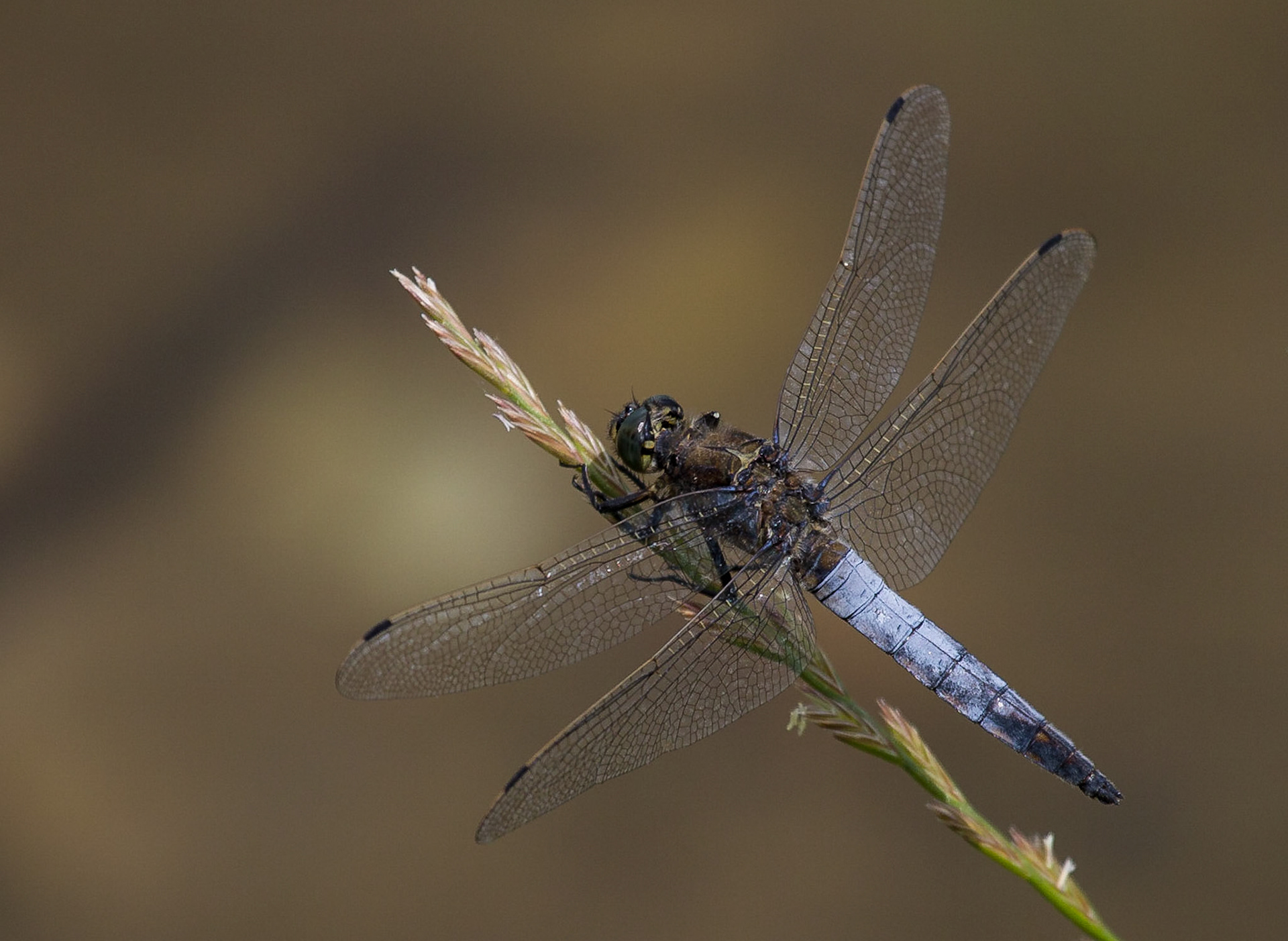 Orthetrum cancellatum - Black-tailed Skimmer (Male)