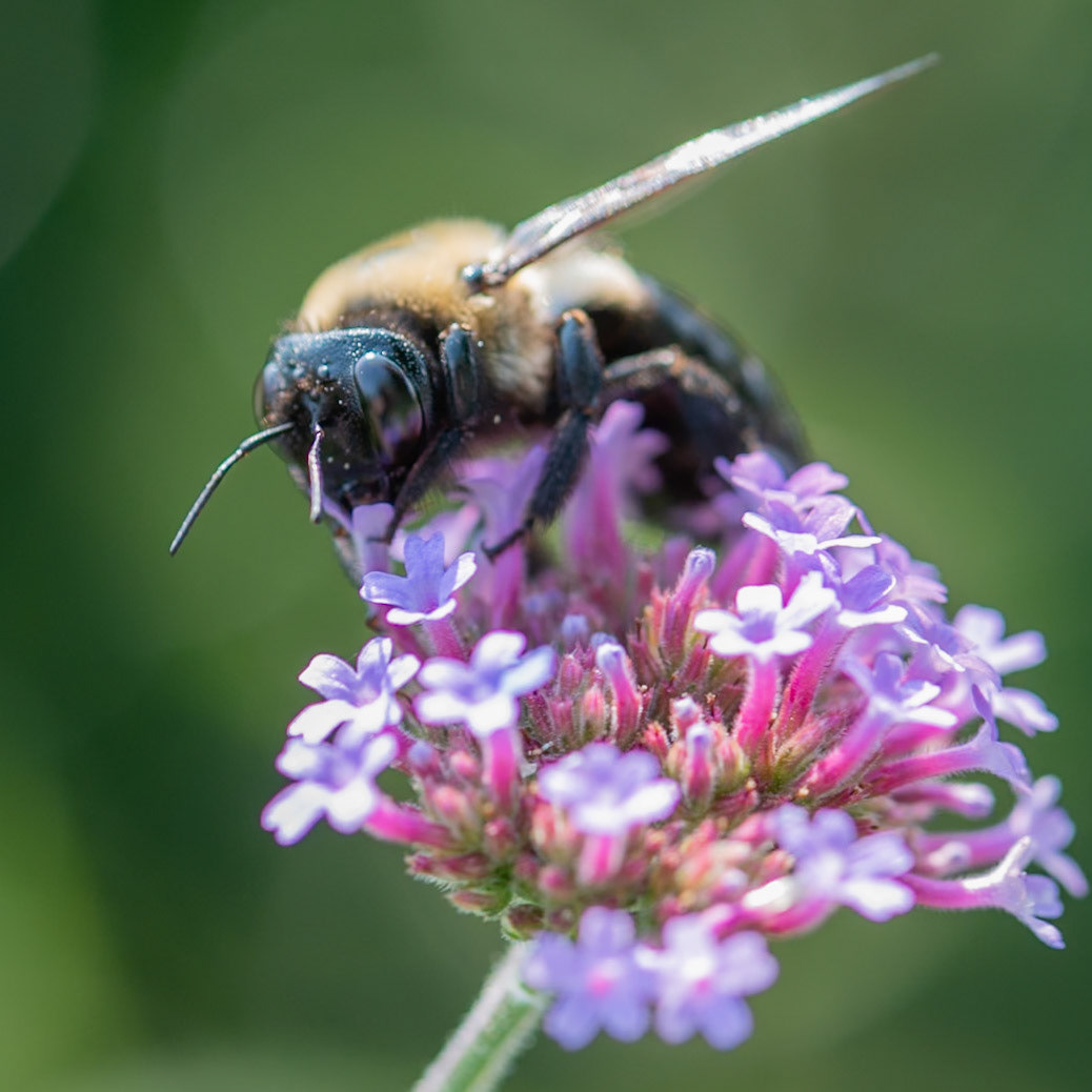 Note the reflection in the bee's eye.  The purple flowers below, the blue sky above, and me the photographer in the middle.