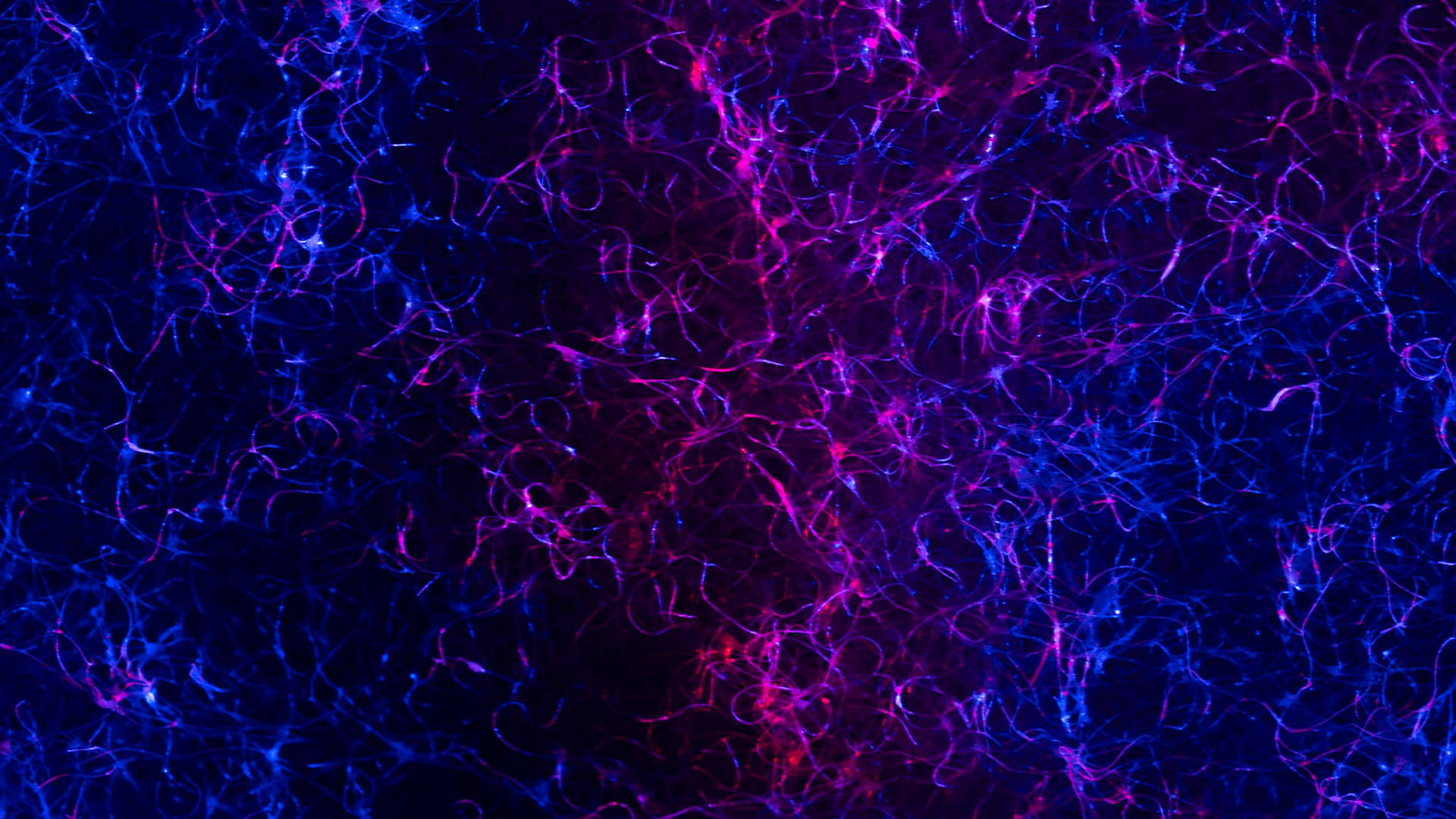 Experimenting with abstract photography.  This s a macro shot of a kitchen scub pad under blue and red lights.