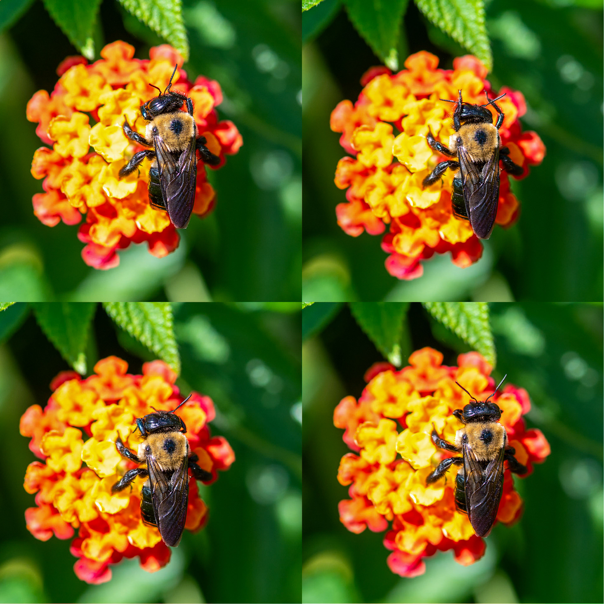 Bee cleaning off his antennae
