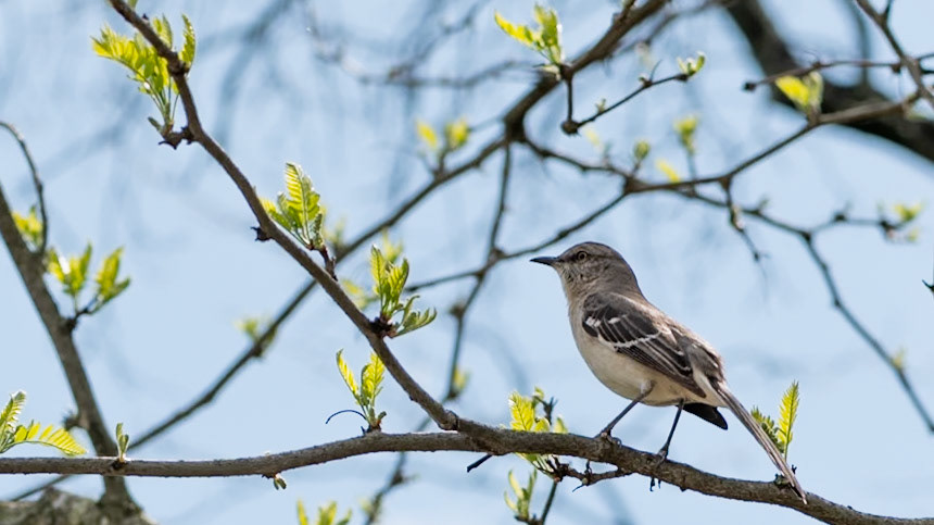 Loudmouth bird on the campus of Notre Dame of MD