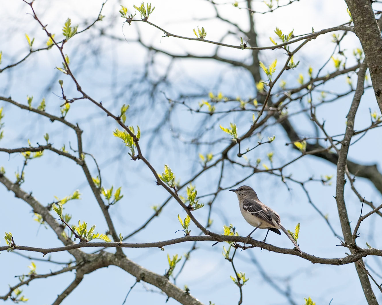 Loudmouth bird on the campus of Notre Dame of MD