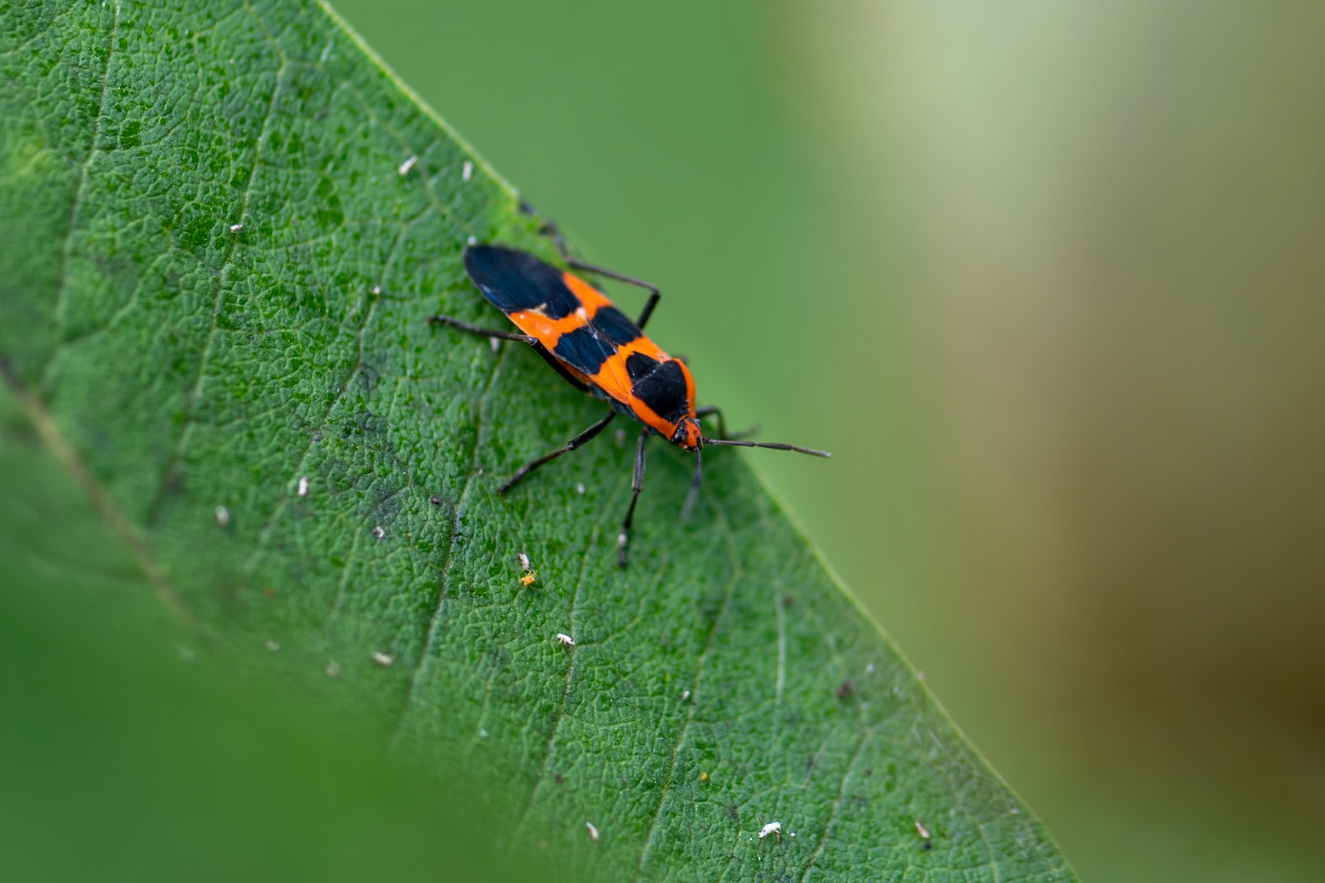 How many insects do you see?  (Hint, there's more than just one!)