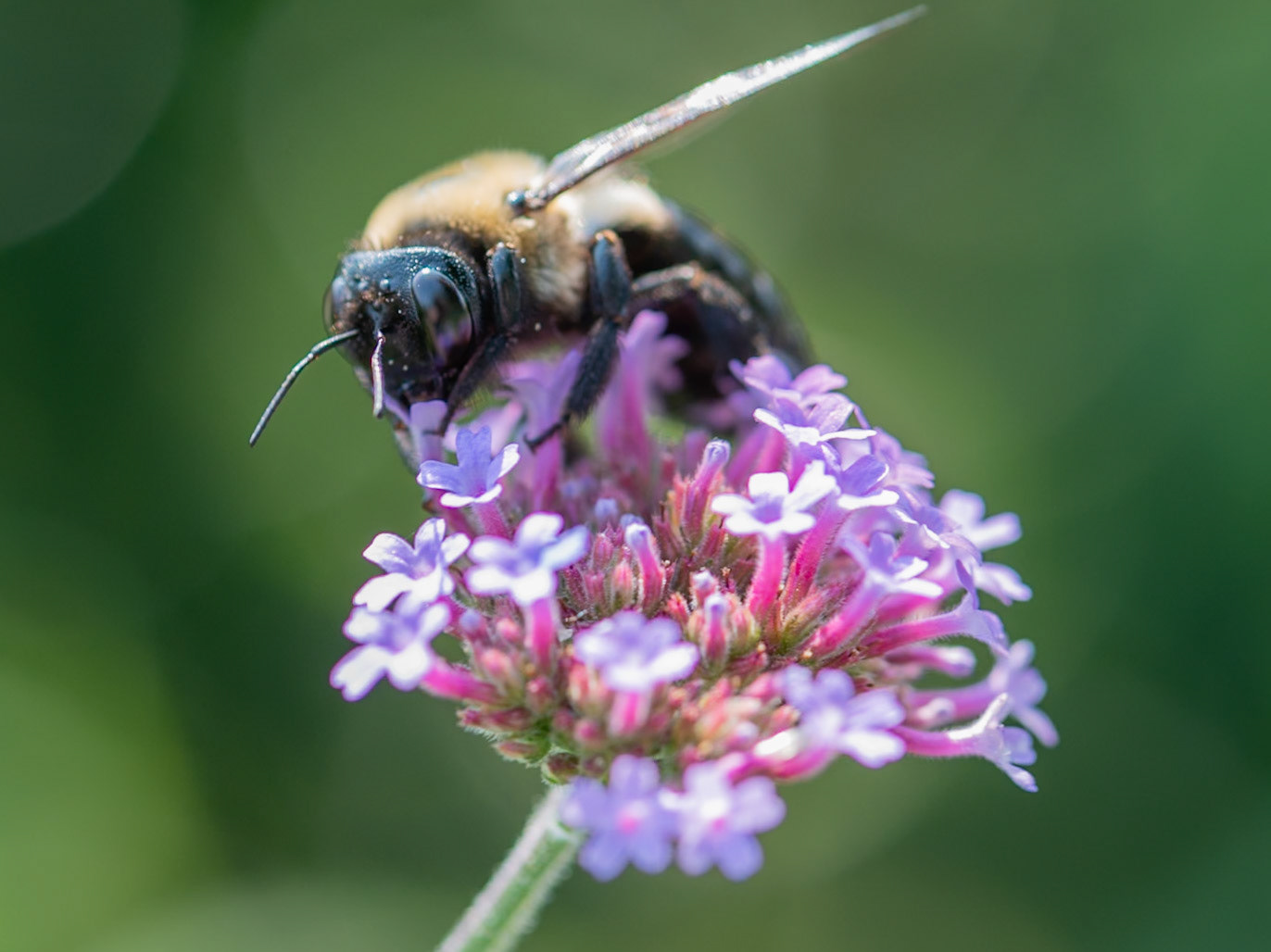 Note the reflection in the bee's eye.  The purple flowers below, the blue sky above, and me the photographer in the middle.